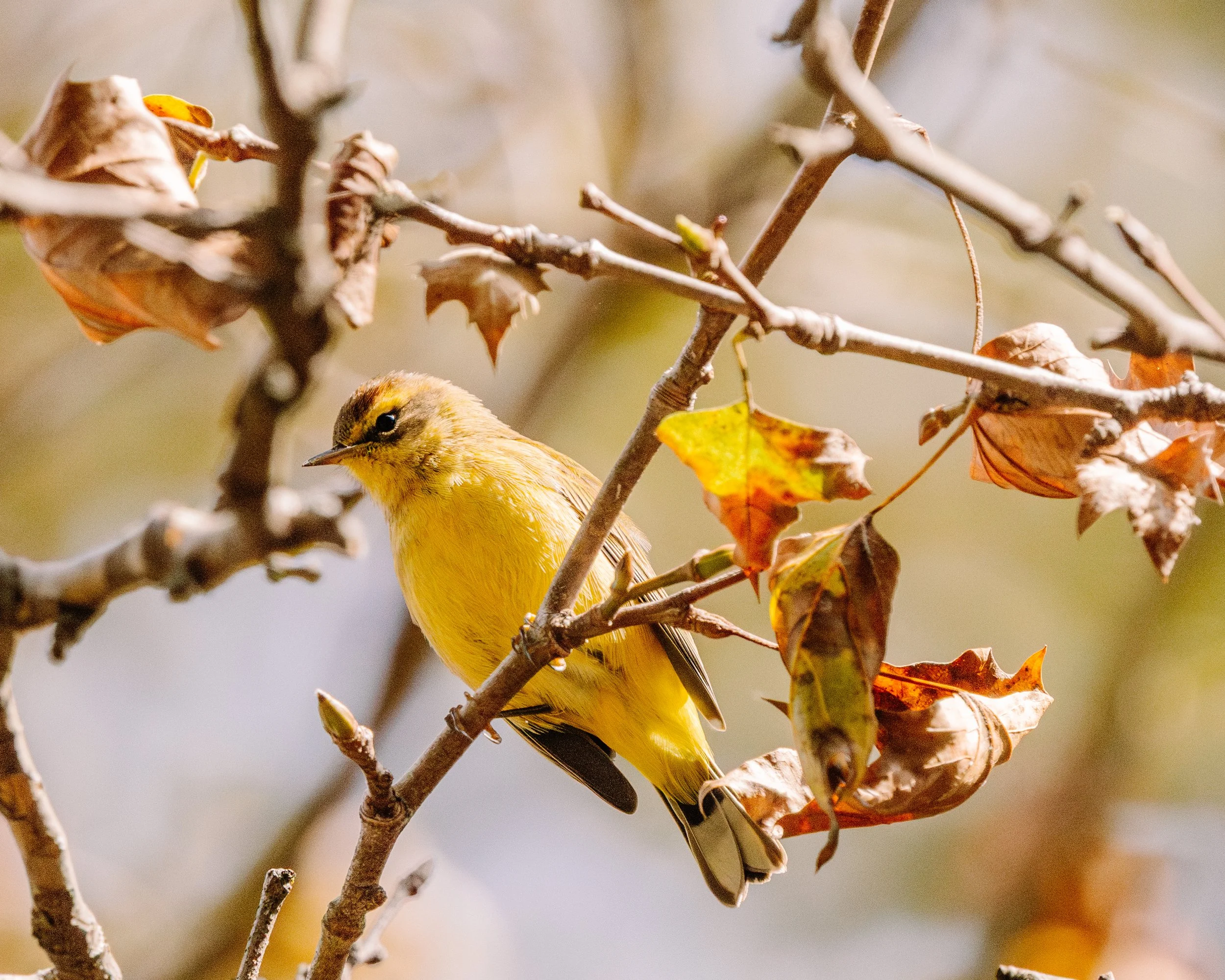 Yellow Warbler