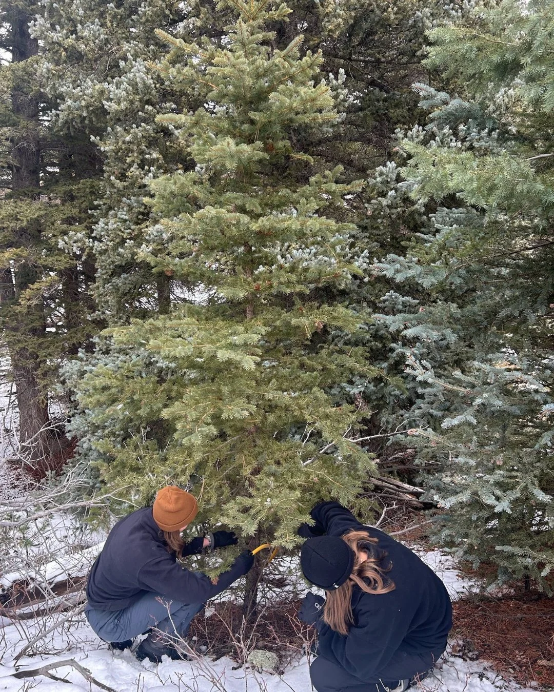 🎄✨ We're feeling the Christmas spirit here at The Gap!
This season reminds us of the beauty of community, service, and slowing down to be present. Thankful for the people who make this place feel like home (white heart)

✨ Applications open soon! Do