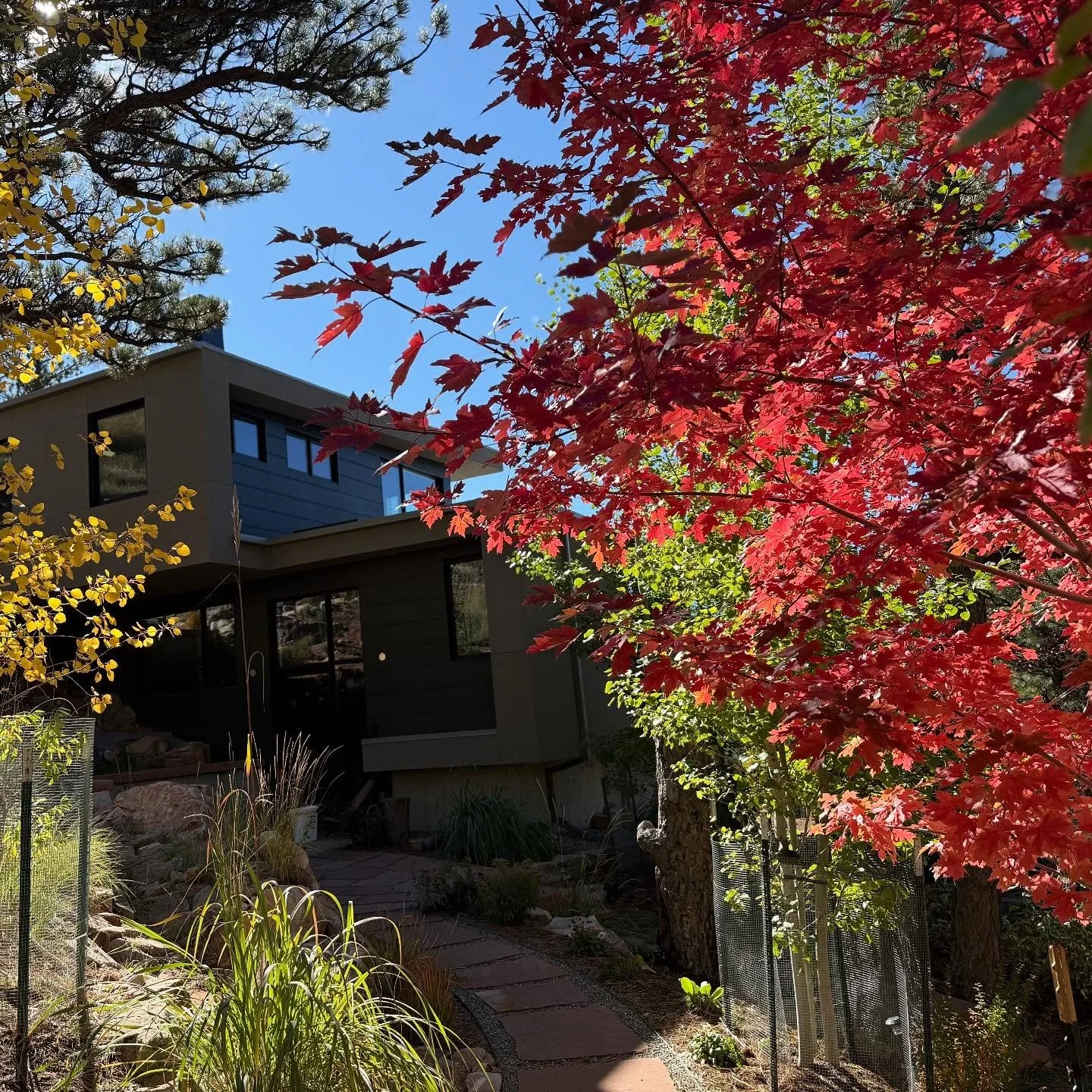 Fall colors in full swing in all the trees here as progress on the south side waterfall and aspen grove continue!