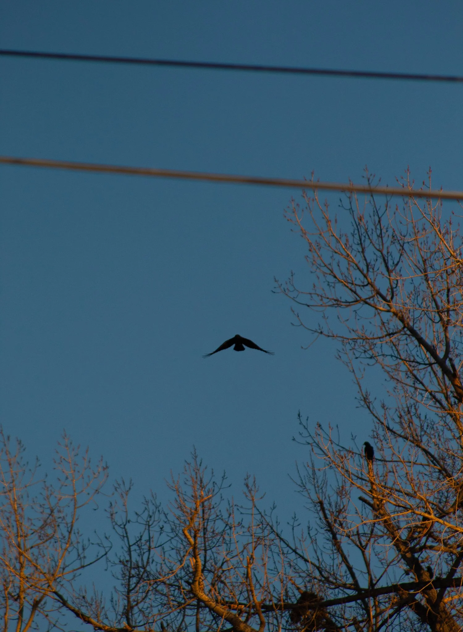 IMG_8943 copy.jpg