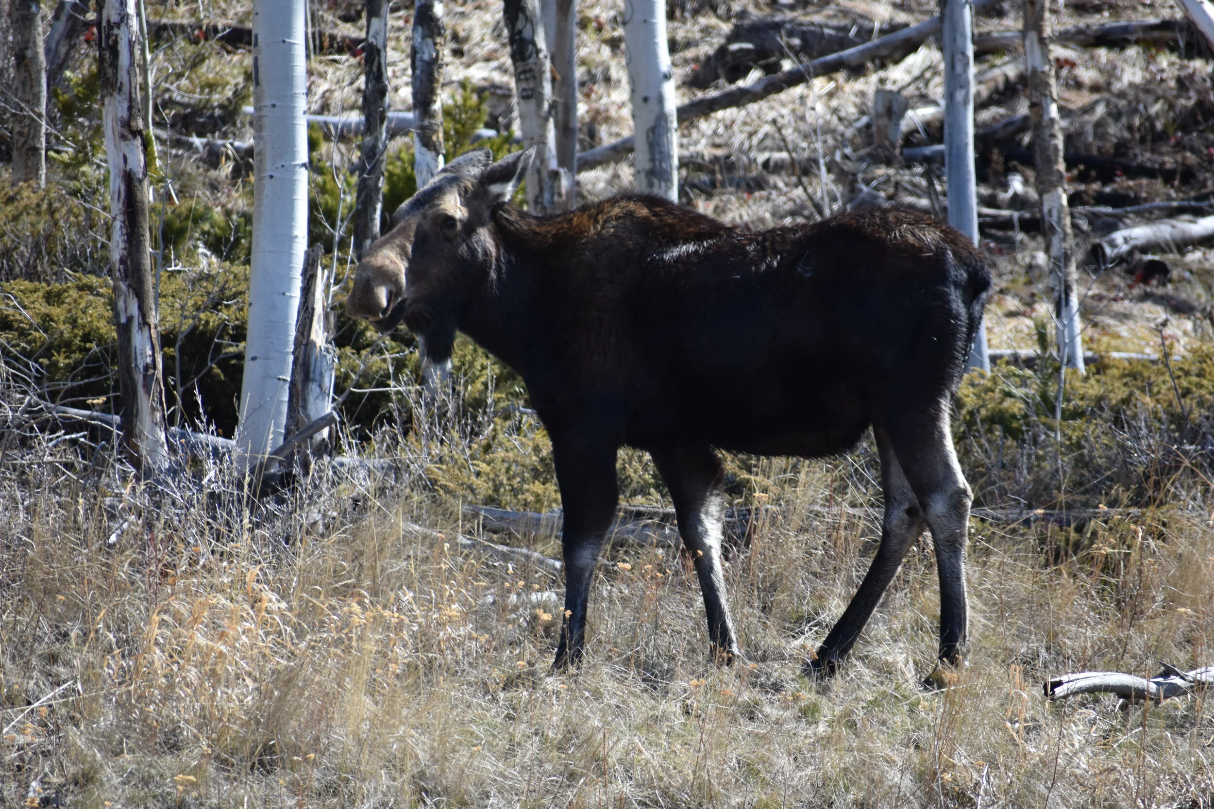 Moose in the Wild
