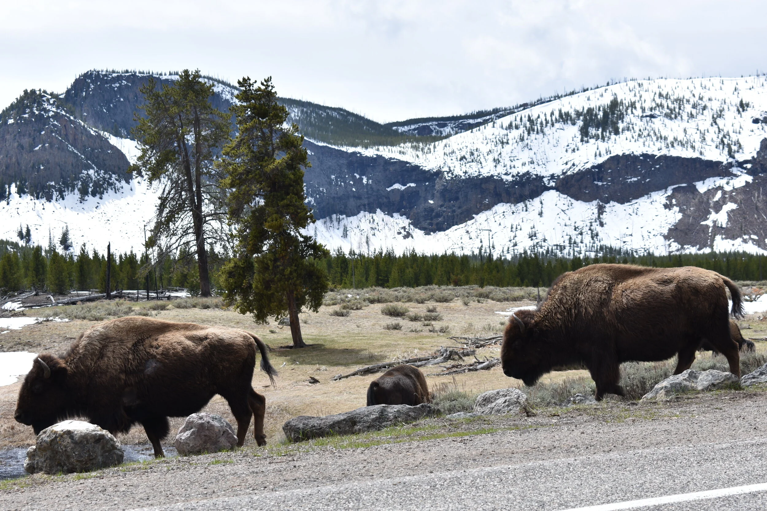 Wild Buffalo
