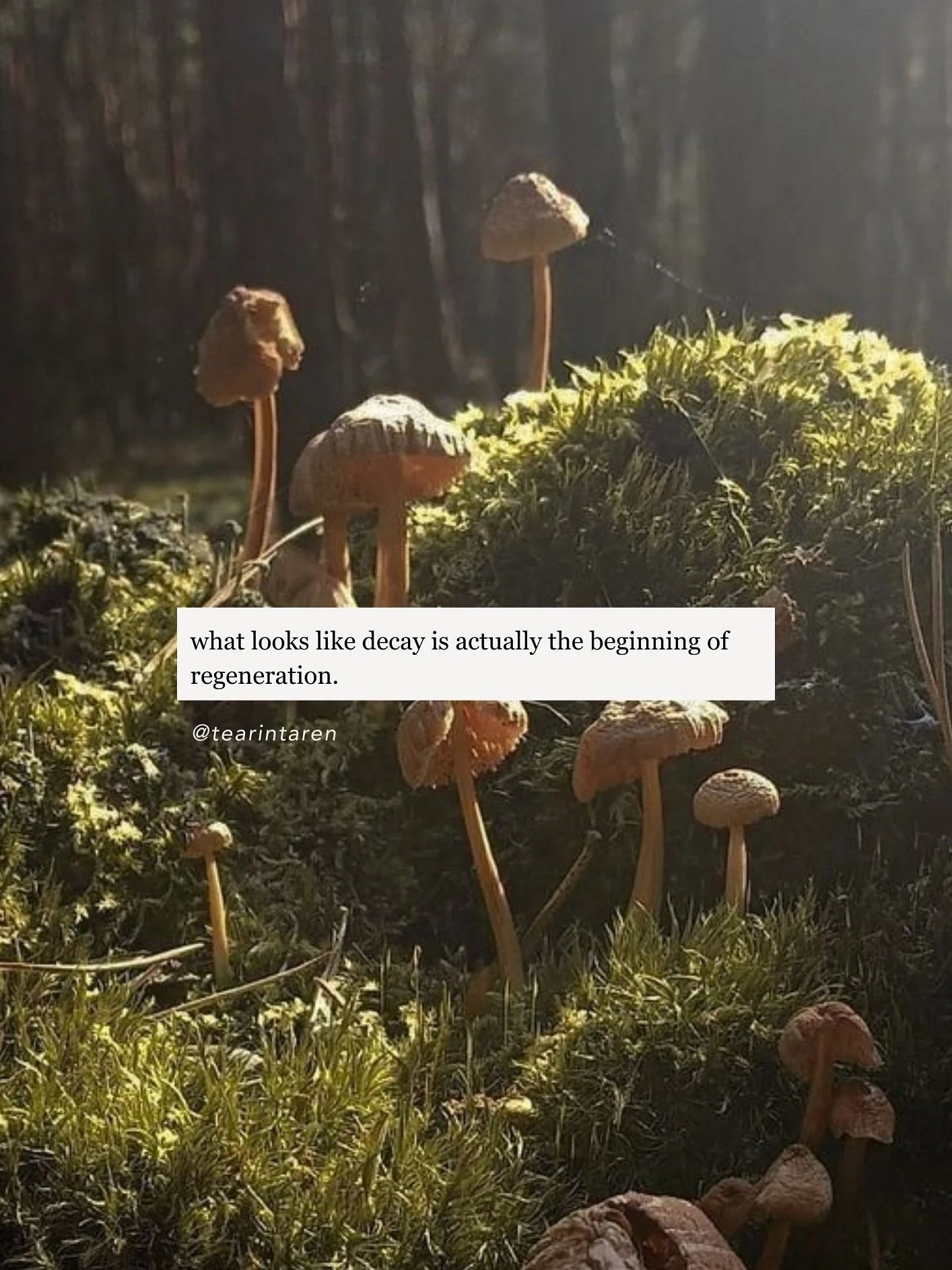 currently: trusting the seasons of dormancy an decay, allowing myself to step out of cycles extraction and into regeneration; to create from overflow instead of depletion. believing that absence doesn&rsquo;t equal irrelevance but rather that steppin