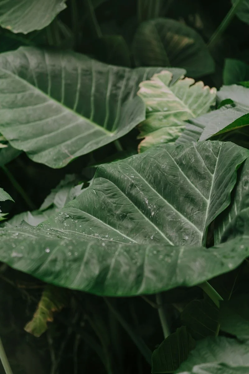 Somatic therapist offering trauma-informed, body-based healing in California