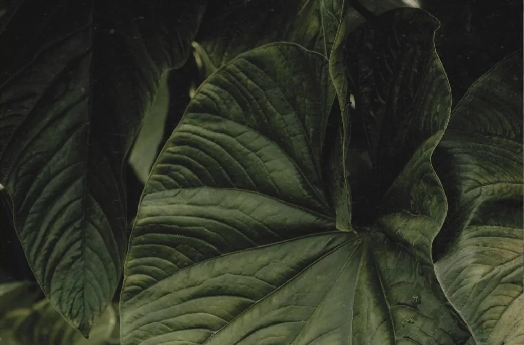 trauma-informed breathwork session, nervous system regulation through breath, healing trauma with conscious breathing, body-based trauma release, breathwork for emotional resilience, somatic breathwork practice online