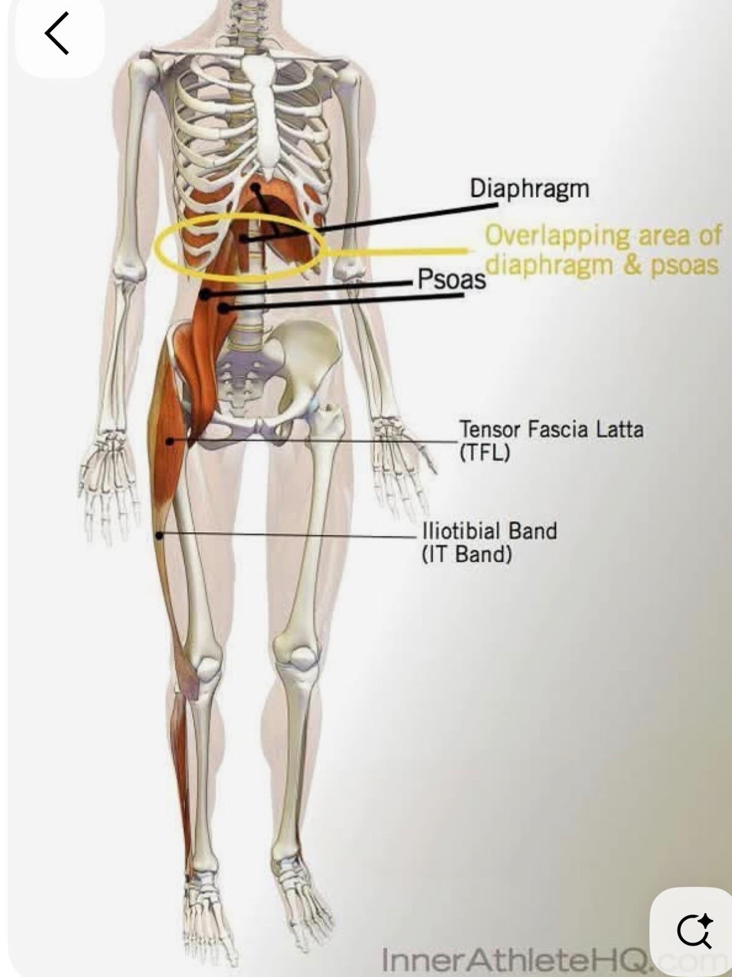 When these areas get overworked, it will affect hip positions which affects other joints to be dysfunctional.