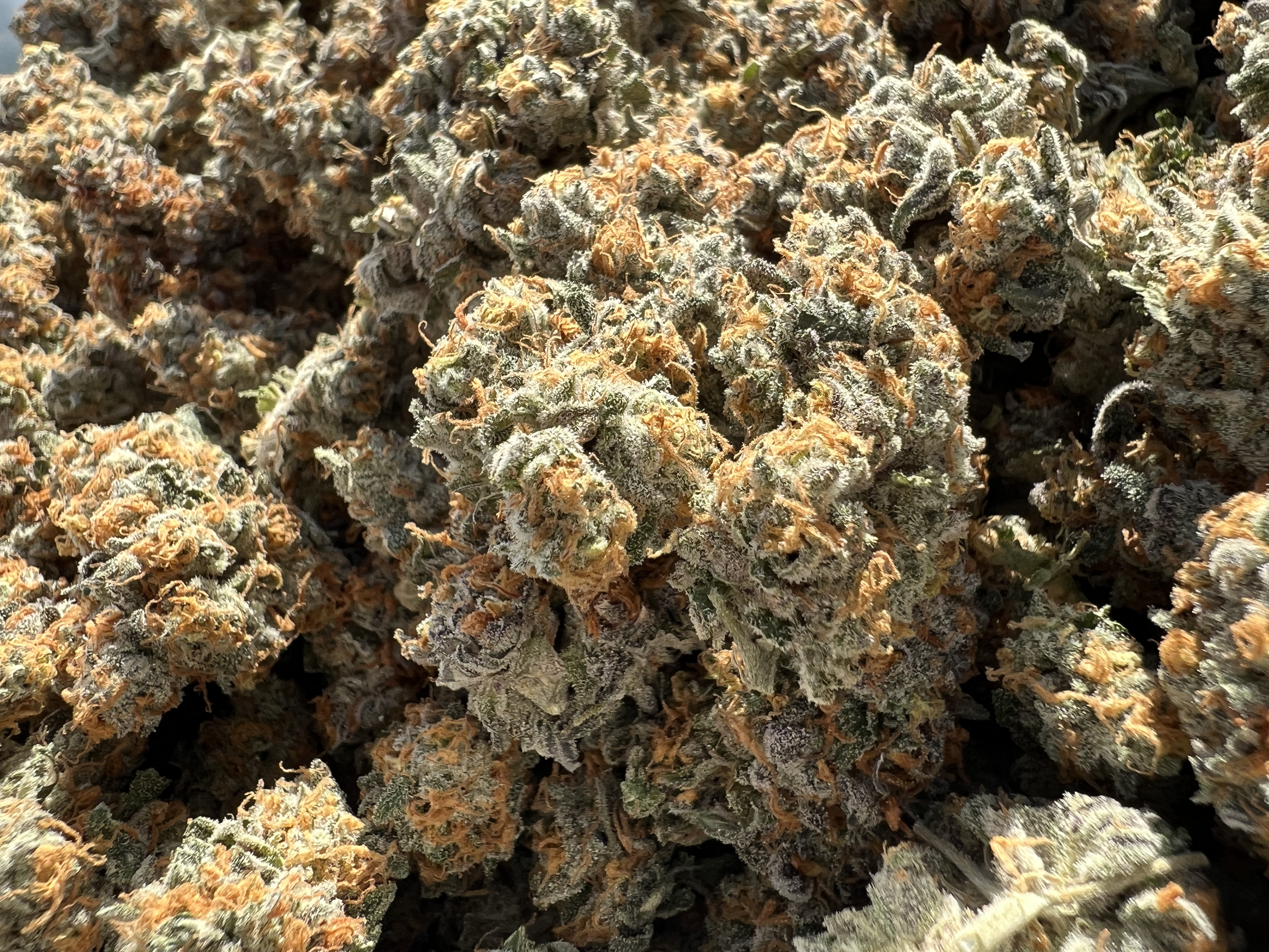 Close-up of cannabis buds with orange hairs and frosty trichomes.