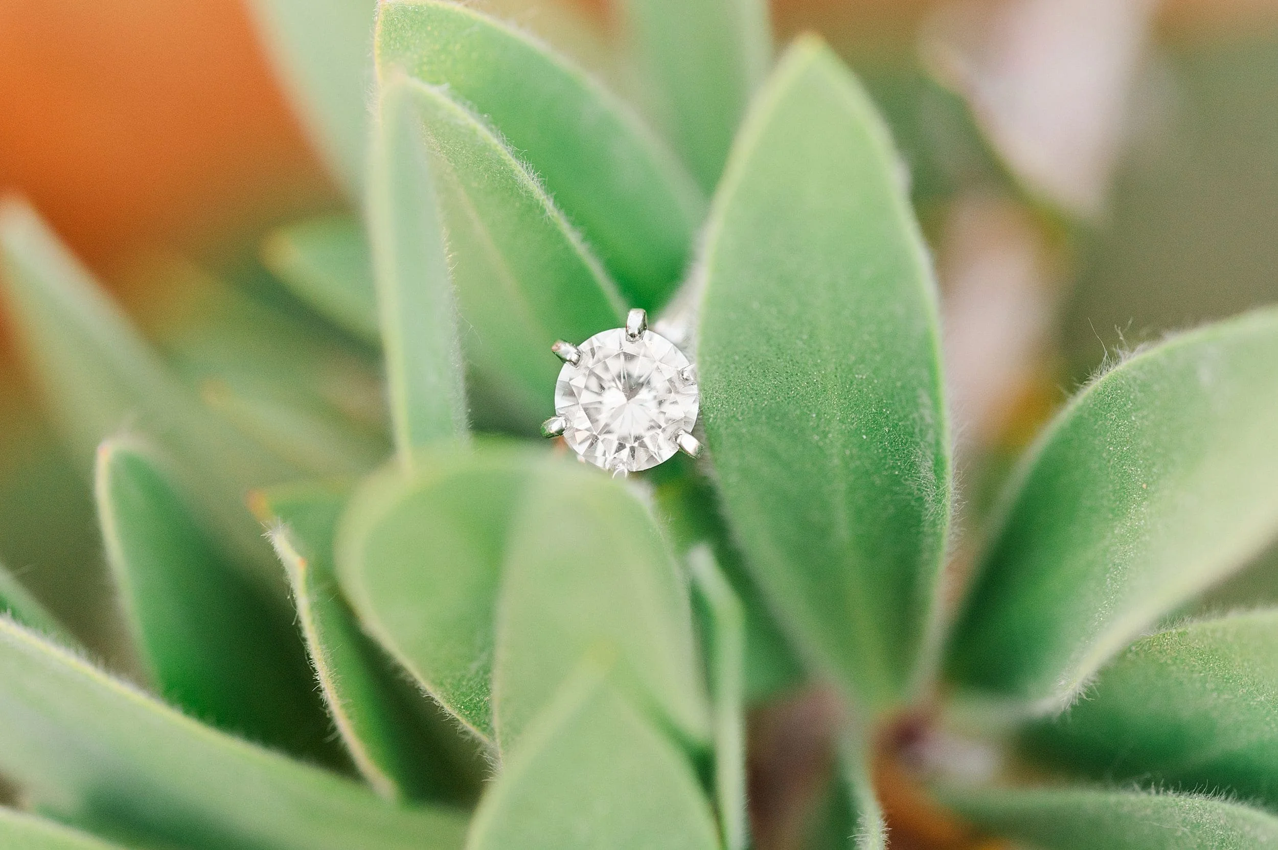 diamond engagement ring on lambs ear plant