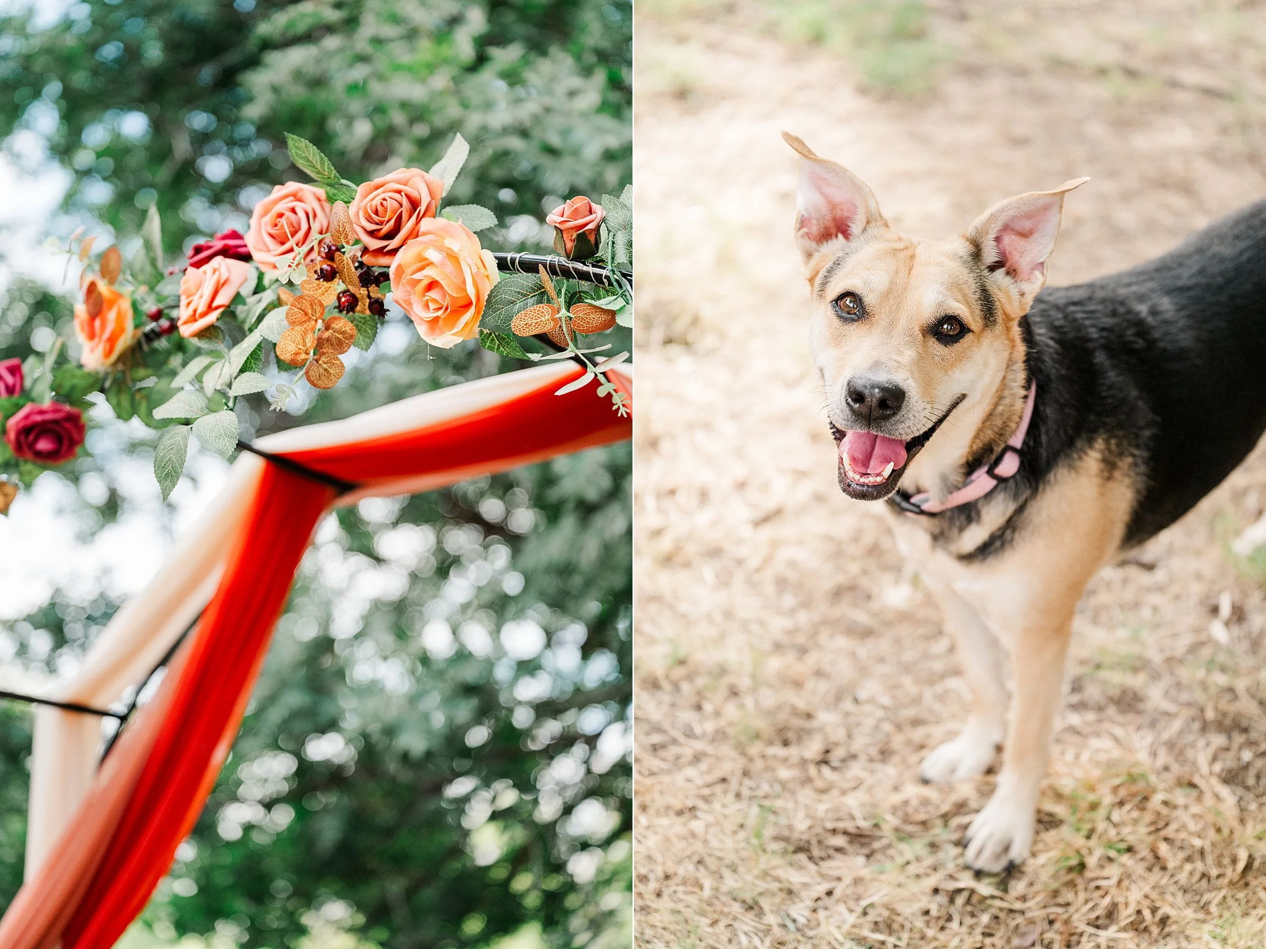 Split image showing a flower-decorated red swing outdoors and a happy tan-and-black dog wearing a pink collar, conveying joy.