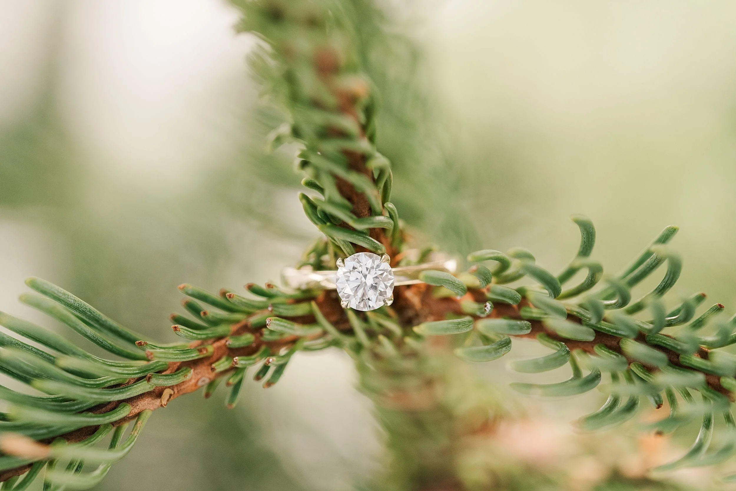 A sparkling diamond engagement ring delicately rests on the branch of a green pine tree, creating a contrast between the elegant jewelry and natural texture.