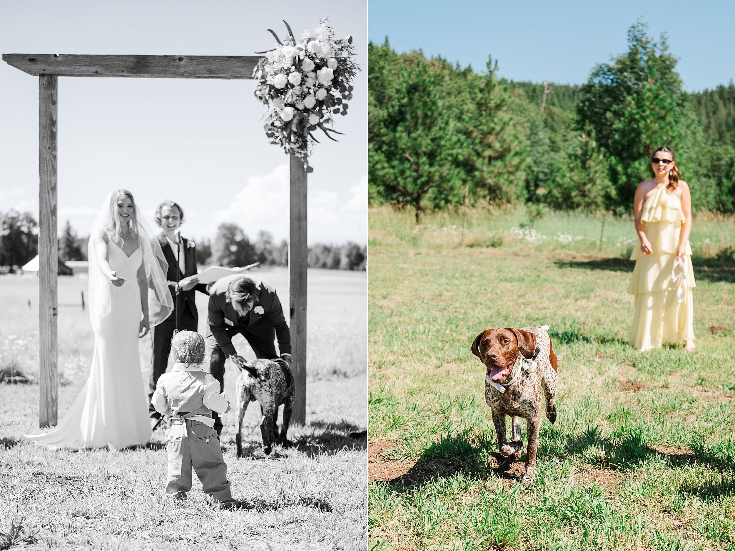 Dog ring bearer  and bride's nephew ring bearer walking down the aisle during a mountain ranch wedding.