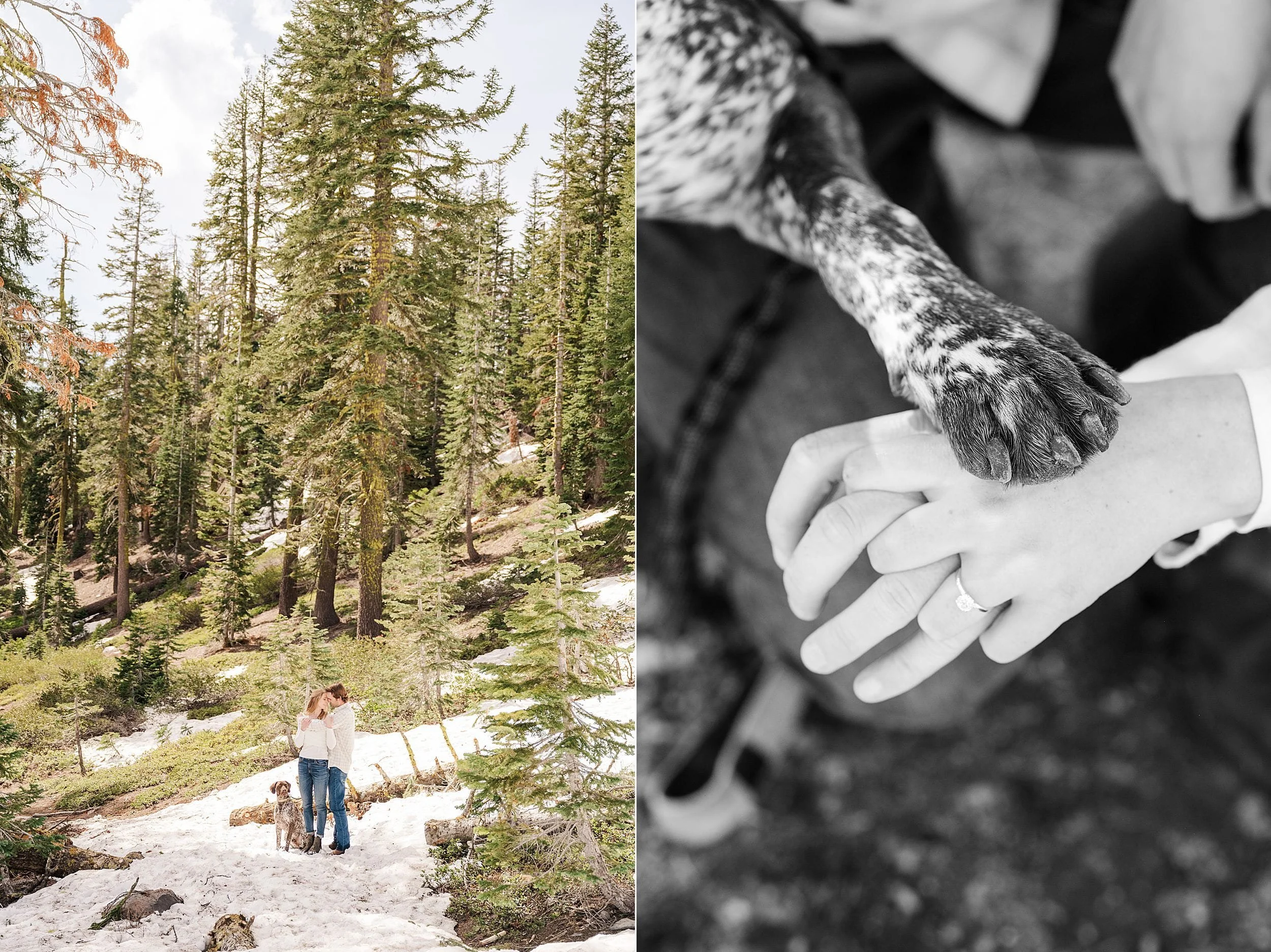 On the left, a couple embraces with their dog in a snowy forest, conveying warmth and tranquility. On the right, a dog’s paw rests gently on their clasped hands.