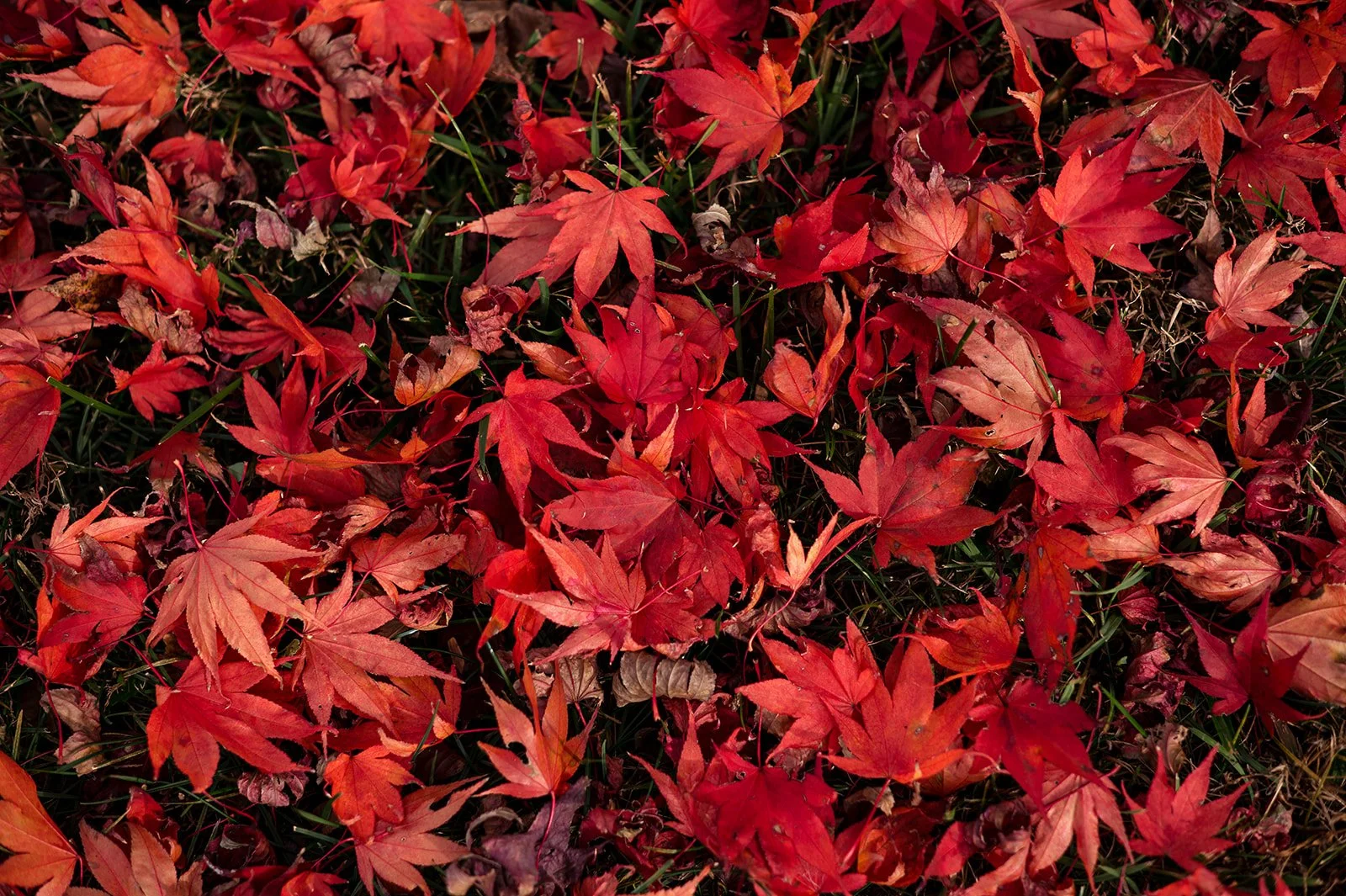 Focusing Class: Level 1