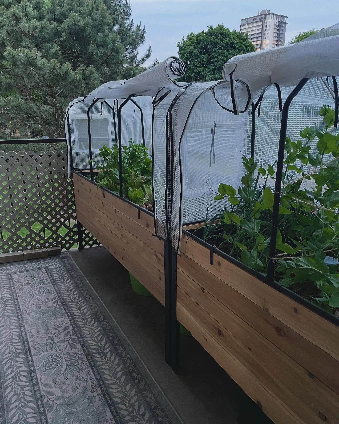 If you think it&rsquo;s too late to start a vegetable garden, think again 👌🏼

It&rsquo;s the PERFECT time to plant seeds for late season harvests. 

Cold weather lovers like broccoli, kale, chicories, and peas will thrive as they mature into early 