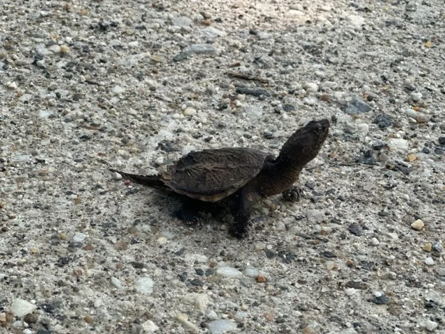 The Awakening Spring