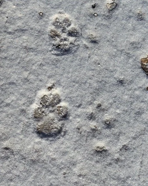 Reading the Winter Woods – Animal Tracking, Winter Tree ID, Fire Making, Wild Tea