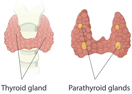 Thyroid surgery — North View ENT | Dr Sebastian Ranguis | ENT Surgery ...