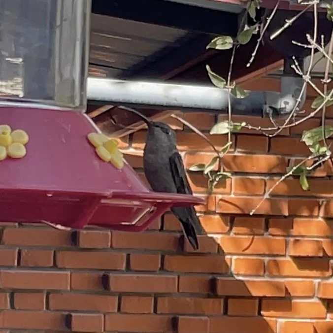 Screen Shot 2024-07-03 at 3.48.17 PM.jpeg