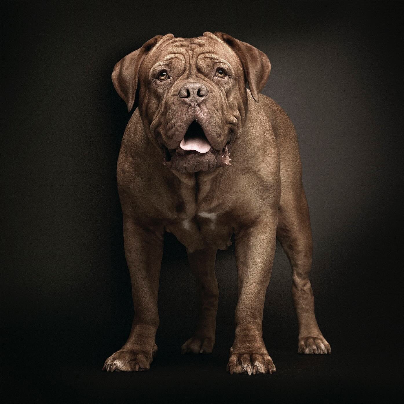 I have no idea how this beautiful lady has managed to avoid my instagram feed for so long&hellip; but she&rsquo;s here now. 
Paris, shot for Pedigree a while back.

#animalphotography #doguedebordeaux #advertisingphotographer #profoto #phaseone