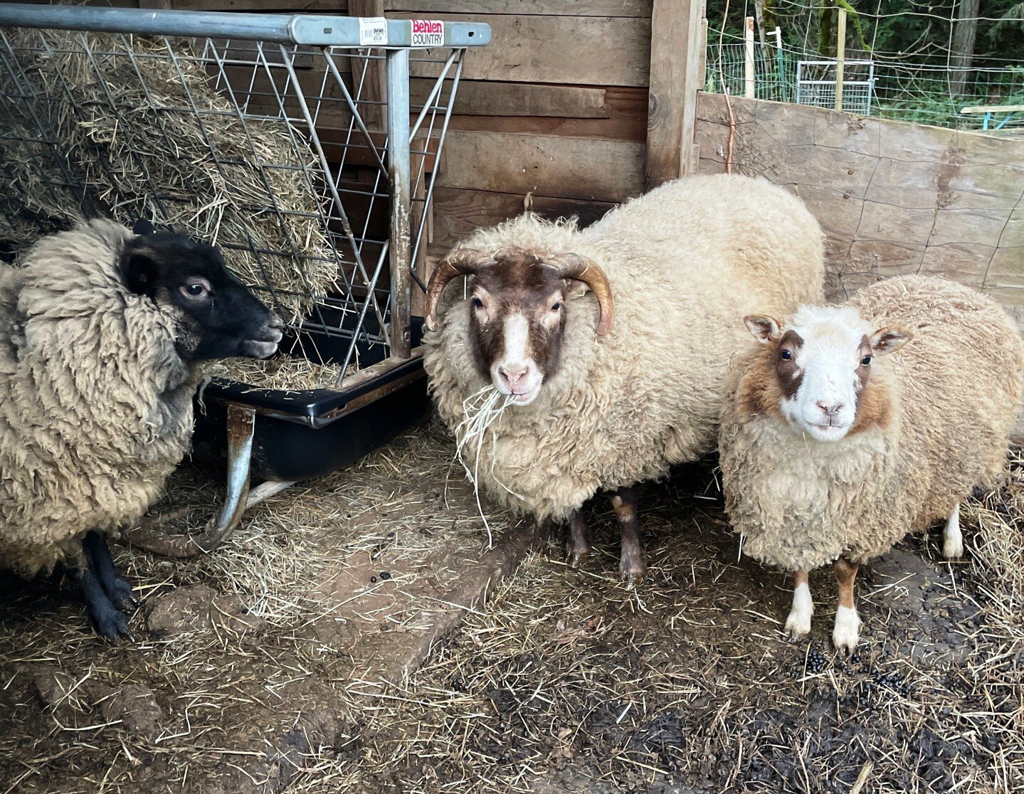 Winter has been a little rough around here but there's some exiting news! We need it after the wind, ice, illness, fallen trees, broken well pipes, and days of no electricity we've had this month. This trio didn't come out of their little house for a