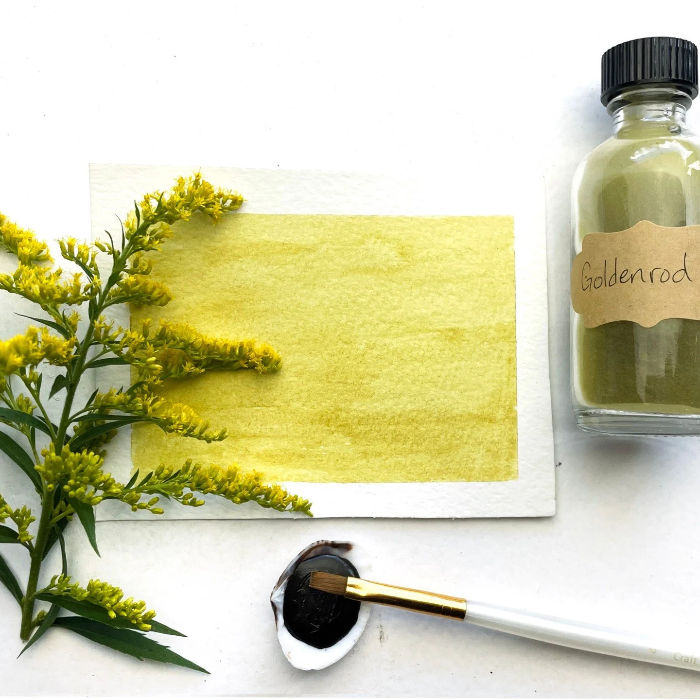 This is paint I made from goldenrod flowers last year. I was busy this summr when my goldnrod was in its glorious golden bloom so I thought I missed my chance  I have a little bit of late-blooming goldenrod in the front of my house and am feeling ins