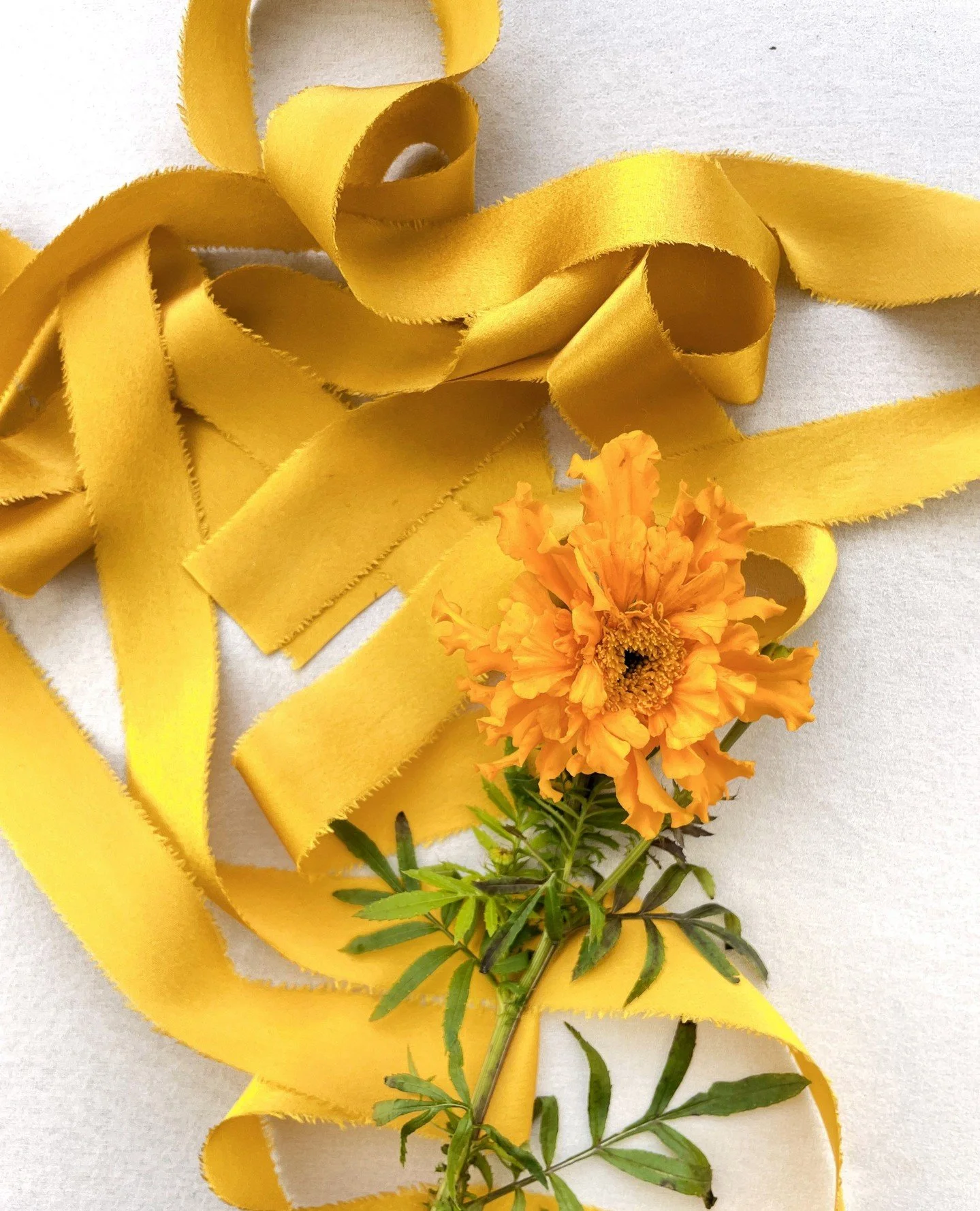 Dyeing silk with marigolds feels like capturing liquid sunshine. This golden yellow is one of my favorite colors and I am happy to have had a few minutes in between birthday celebrations and kids' school events to get this shimmery ribbon back in sto