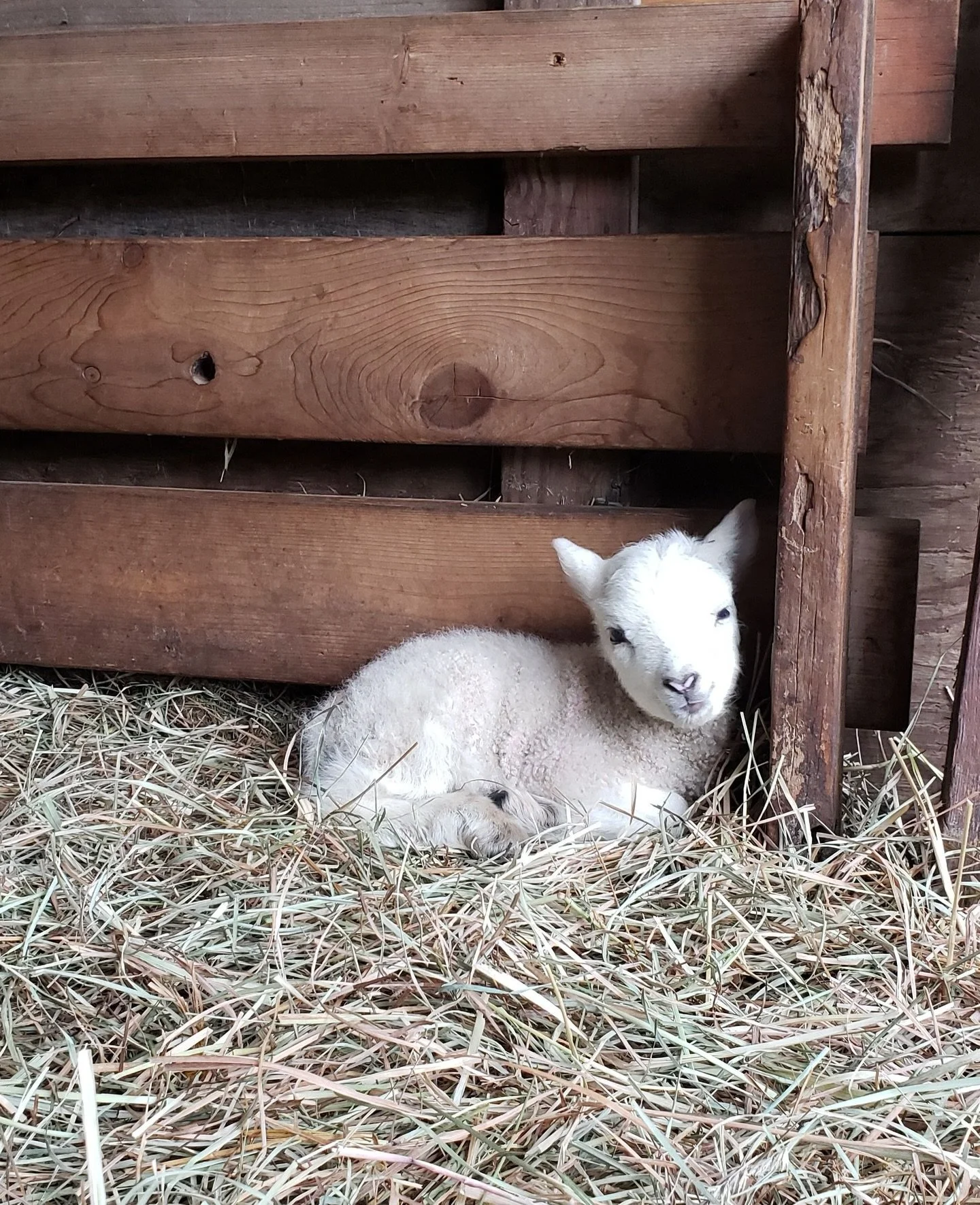 This is one of our cute little lambs from a few years ago with a heart on his nose. There&rsquo;s so much heaviness today and my heart is with #Minnesota. There&rsquo;s no hiding from our descent into an America where constitutional rights don&rsquo;
