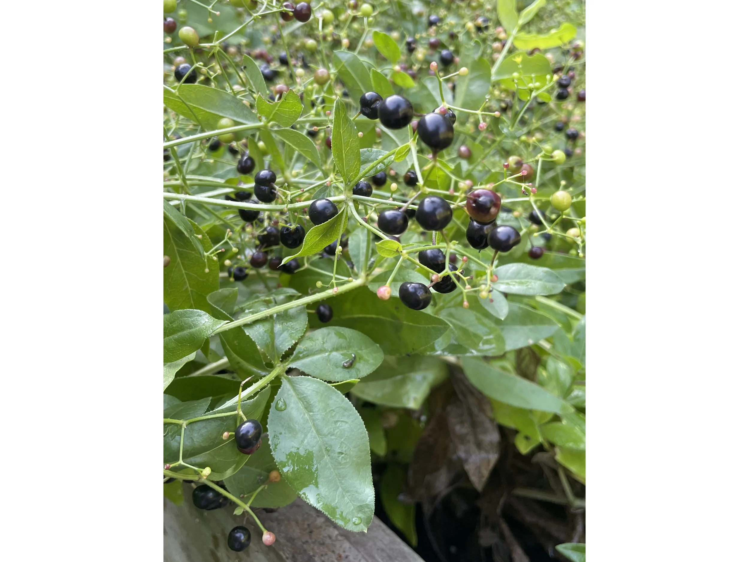 madder berries.jpg