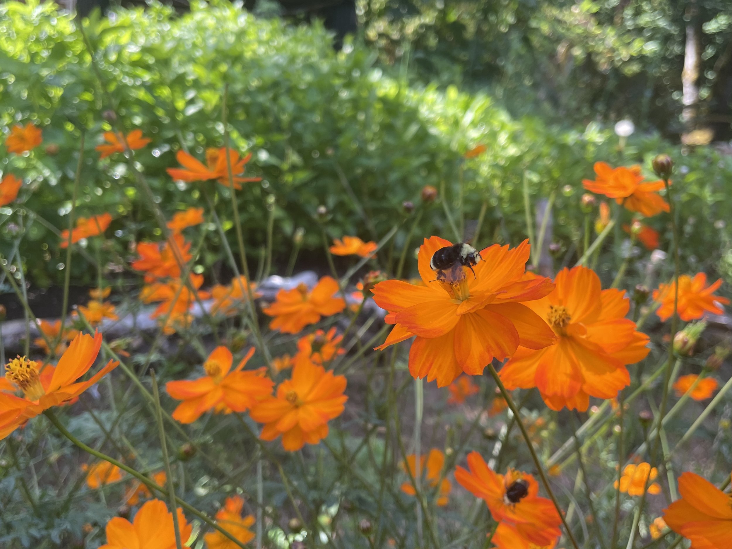 cosmos growing rectangle.jpg
