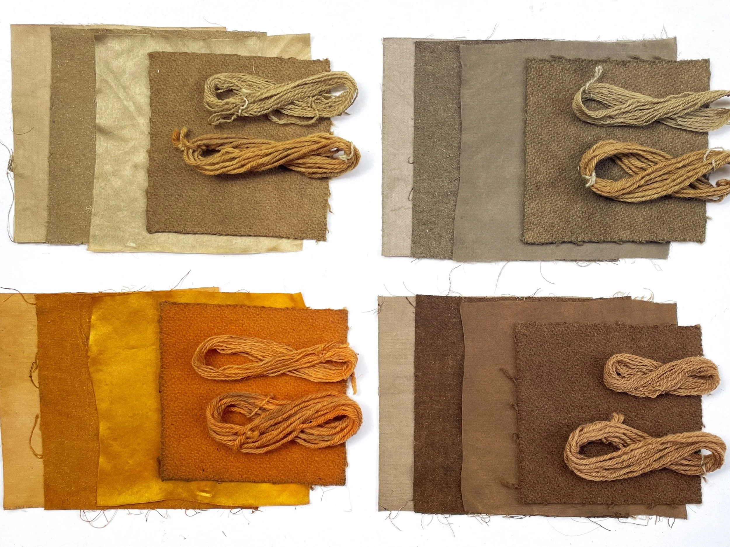 coreopsis samples rectangle.jpg
