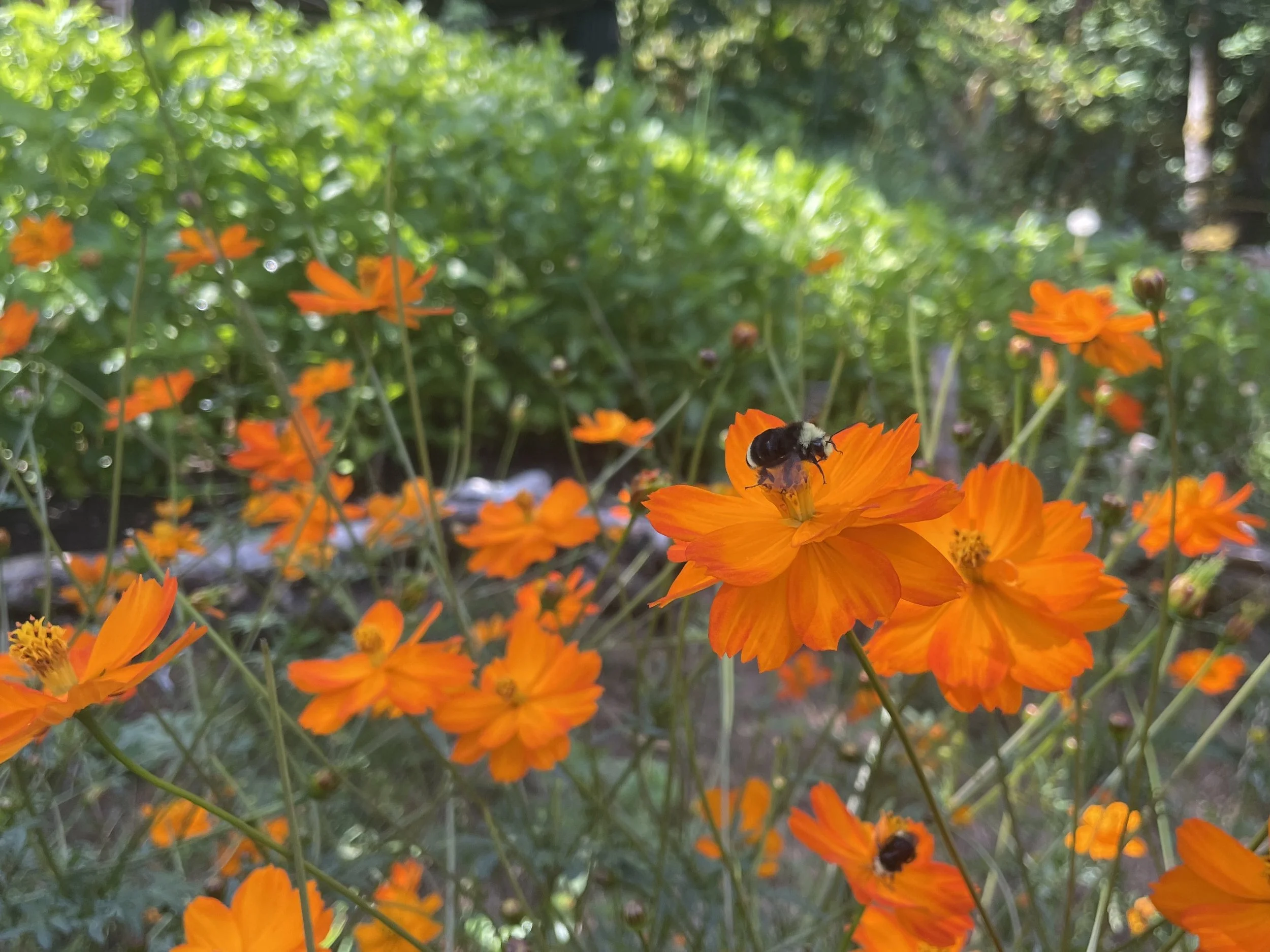 cosmos growing rectangle.jpg
