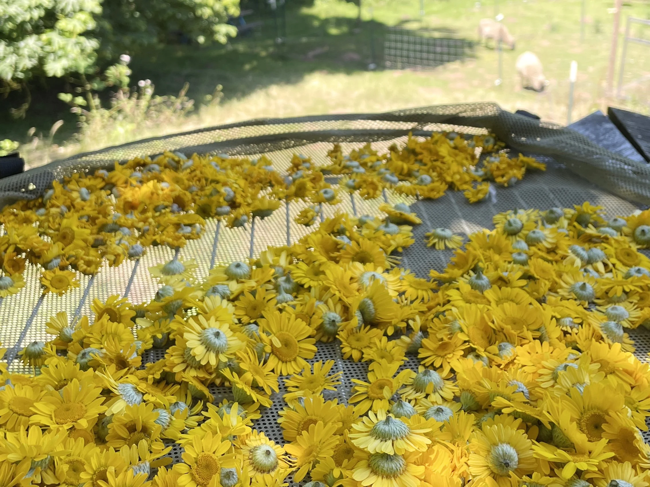 chamomile drying reectangle.jpg