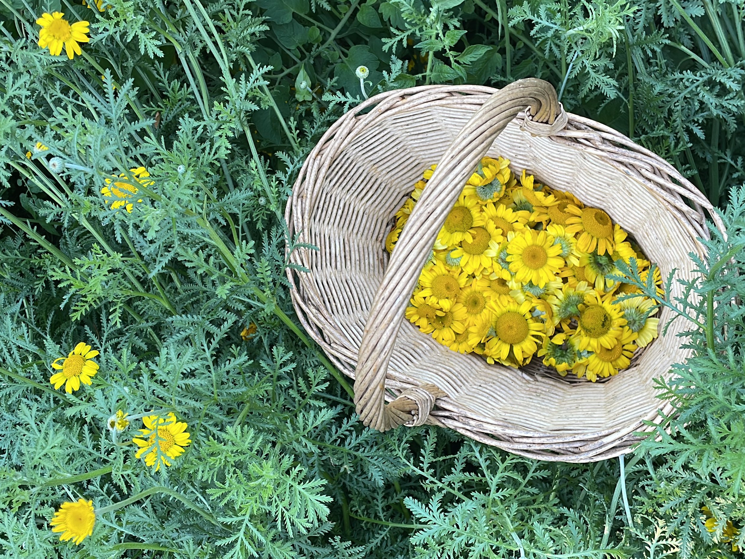 chamomile basket rectangle.jpg