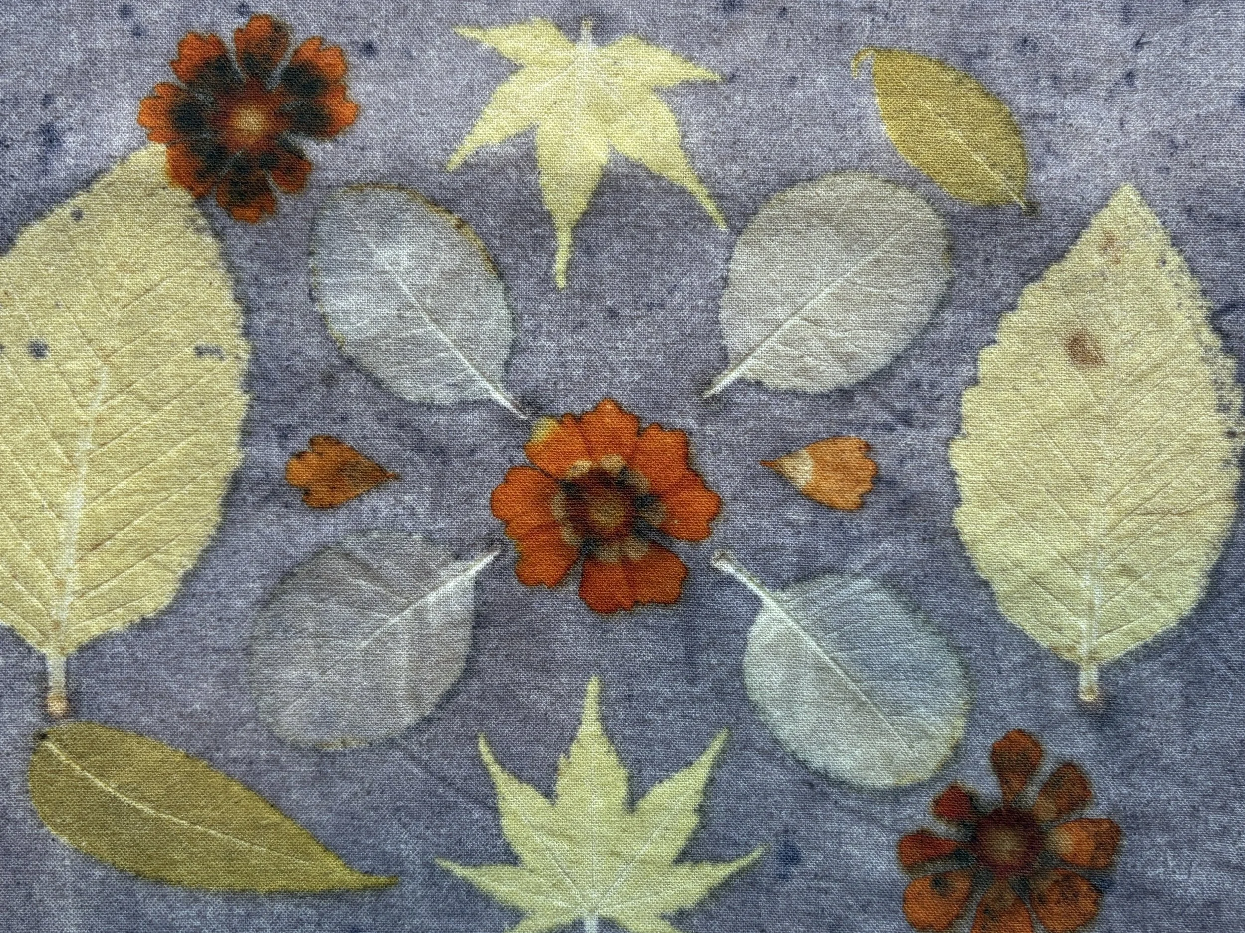 coreopsis on gray rectangle.jpg