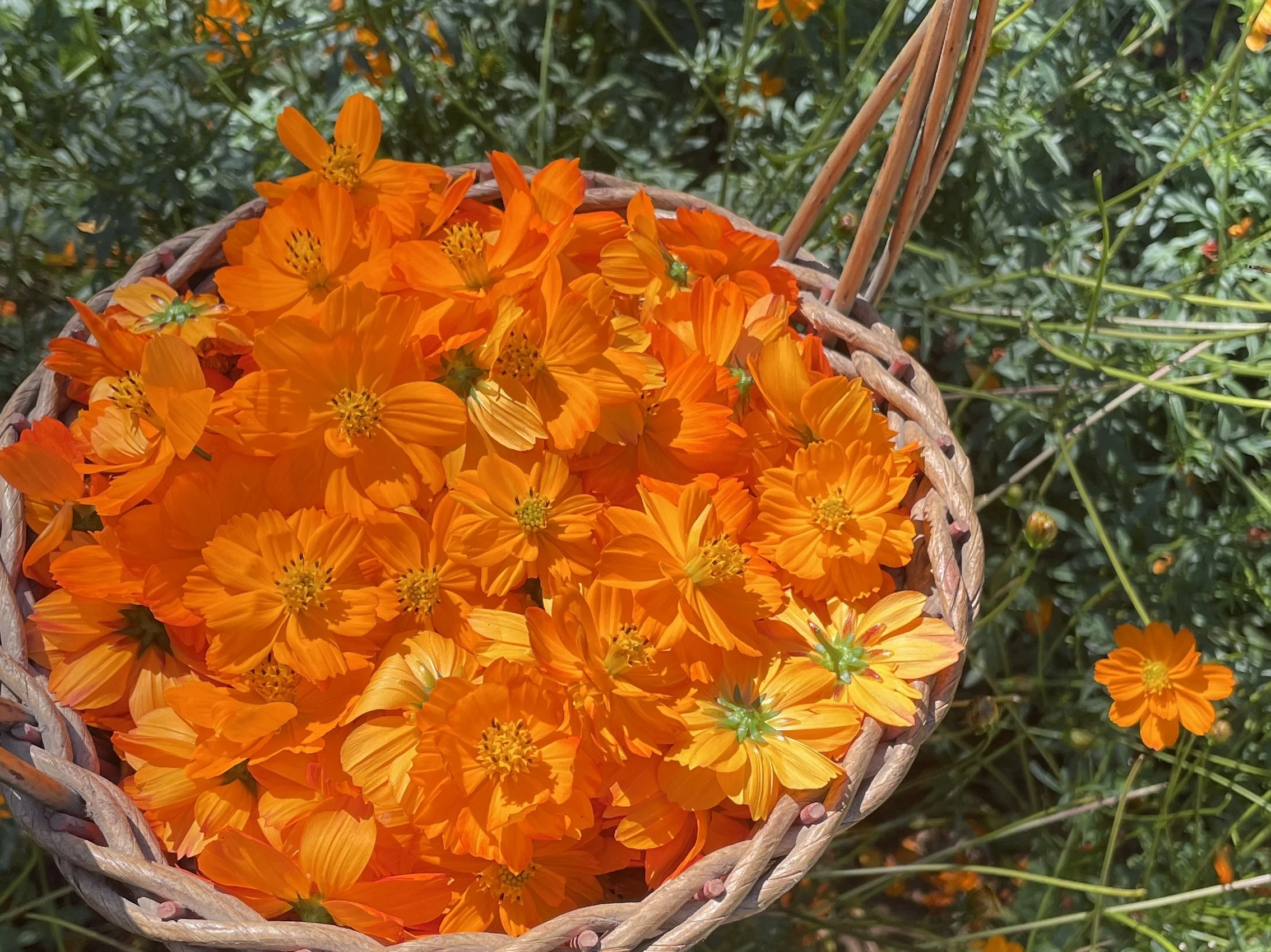 cosmos basket rectangle.jpg