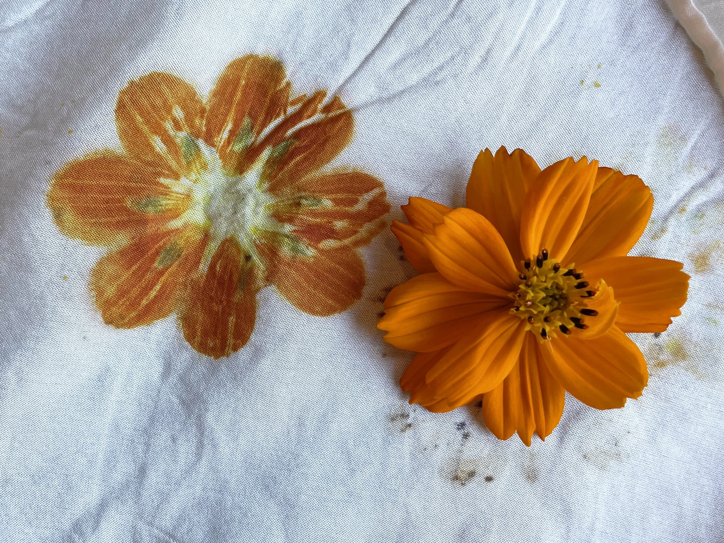 cosmos print rectangle.jpg
