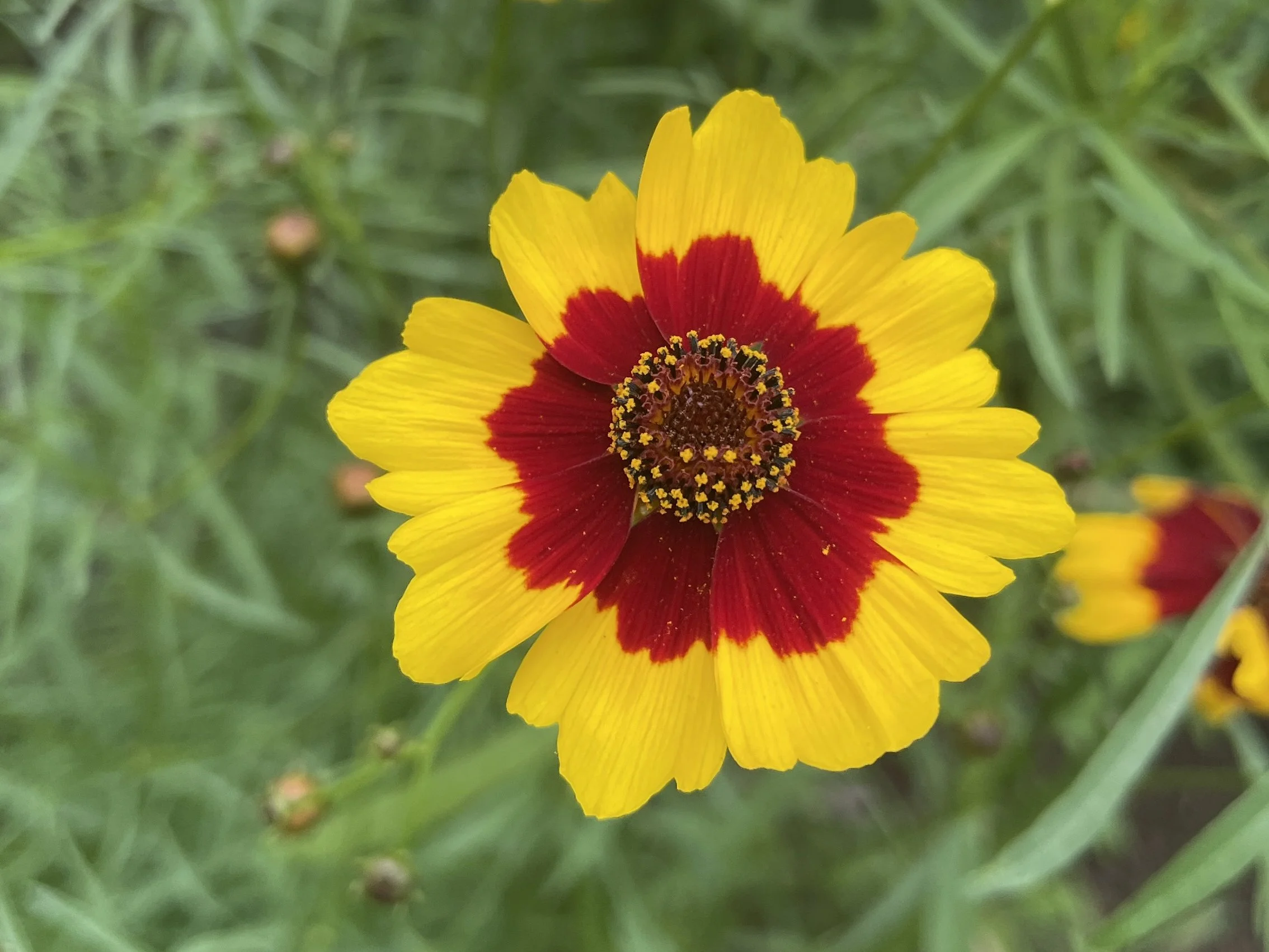coreopsis growing rectangle.jpg