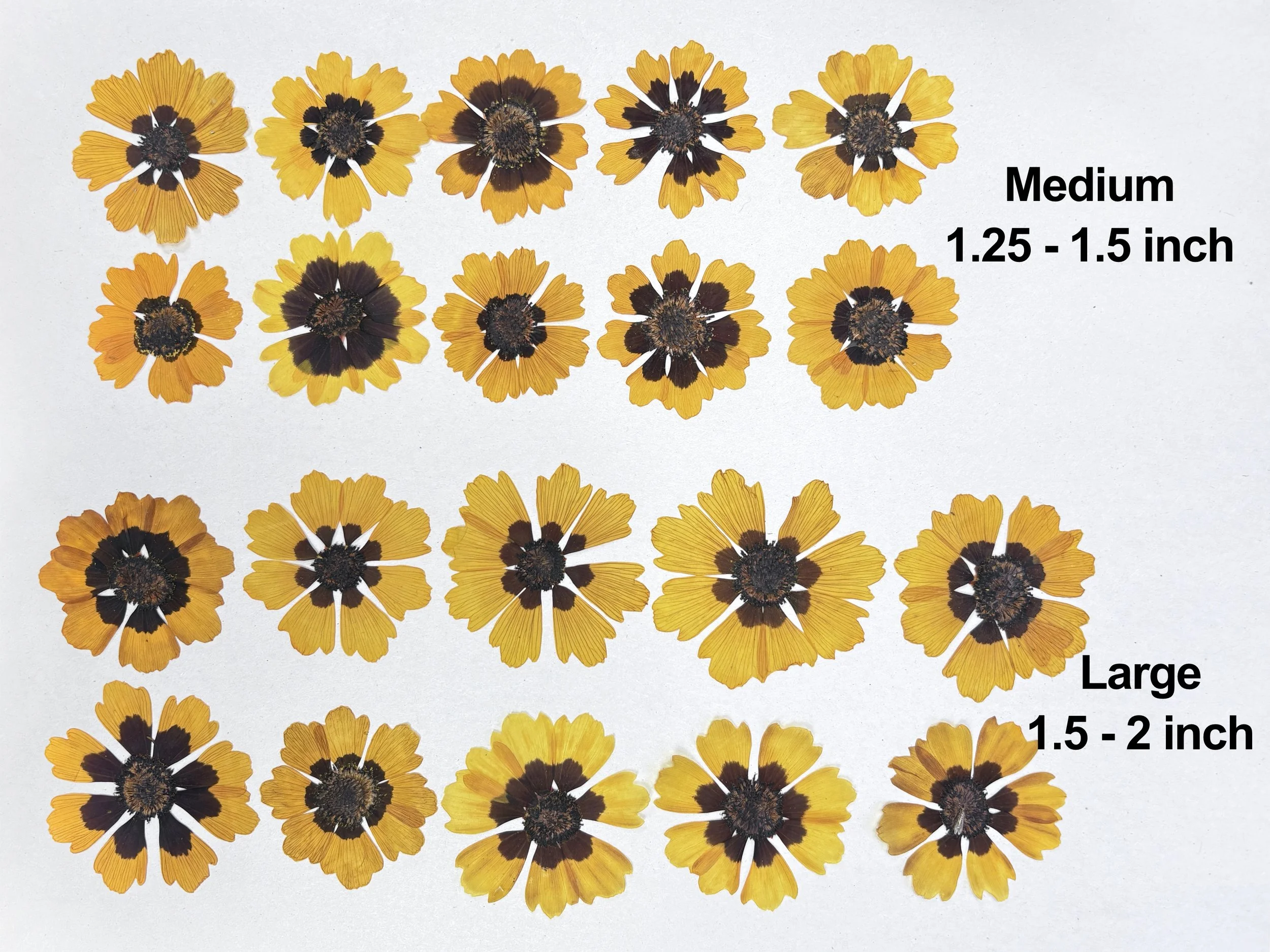 pressed coresopsis sizes rectangle.jpg