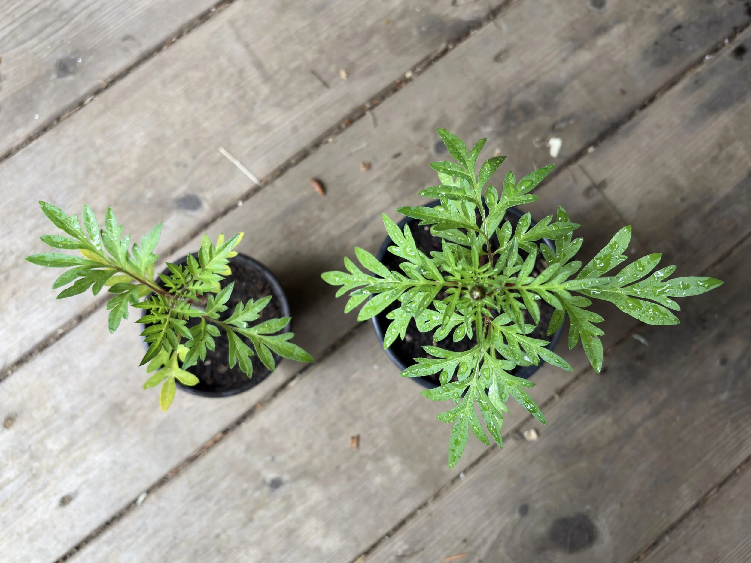 sulfur cosmos seedlings.jpg