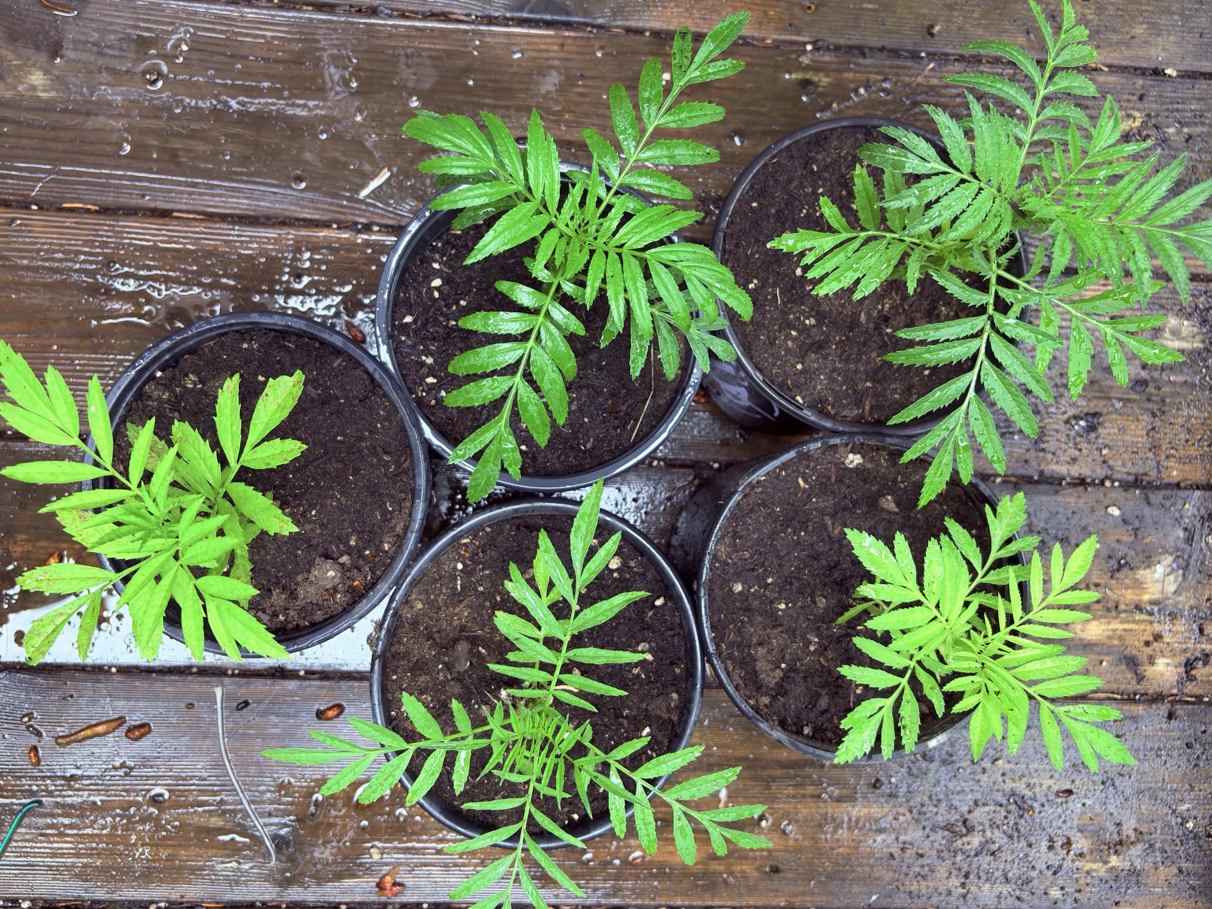 marigold plants.jpg