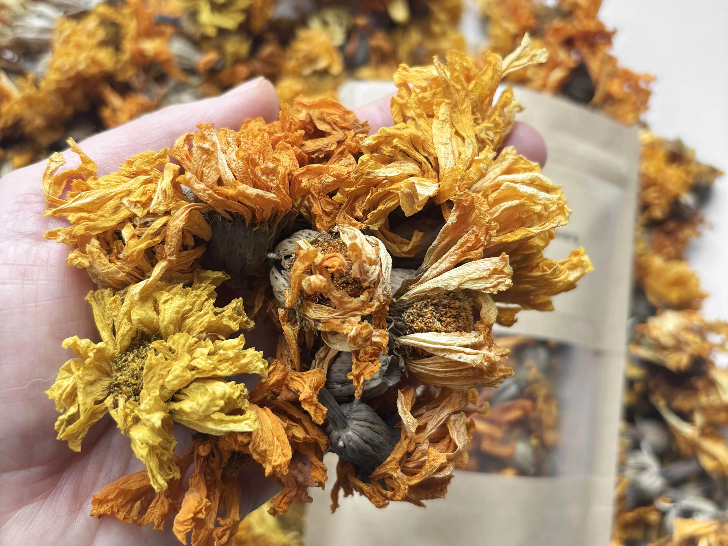 dry marigold hand rectangle.jpg