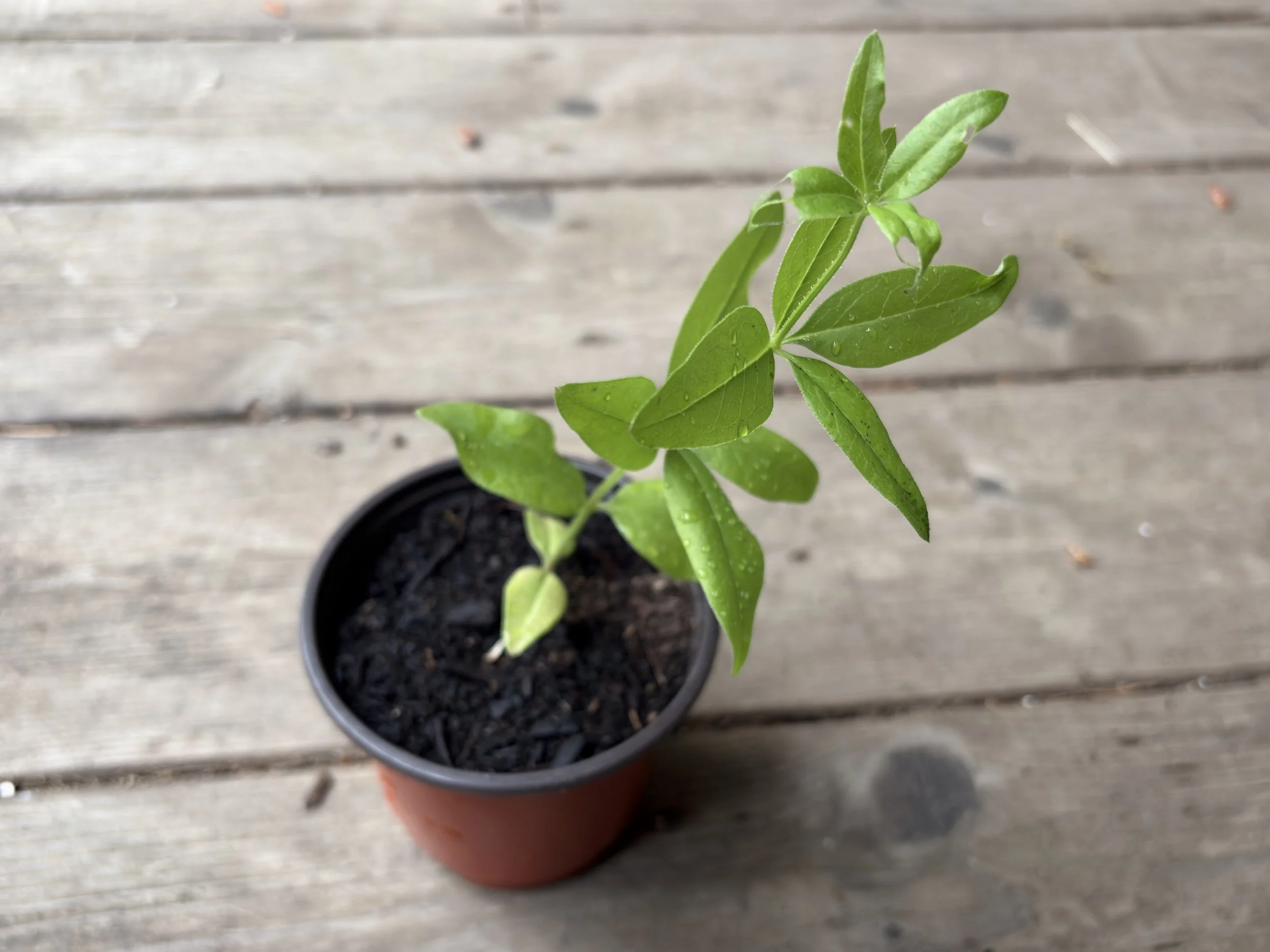 madder seedling.jpg