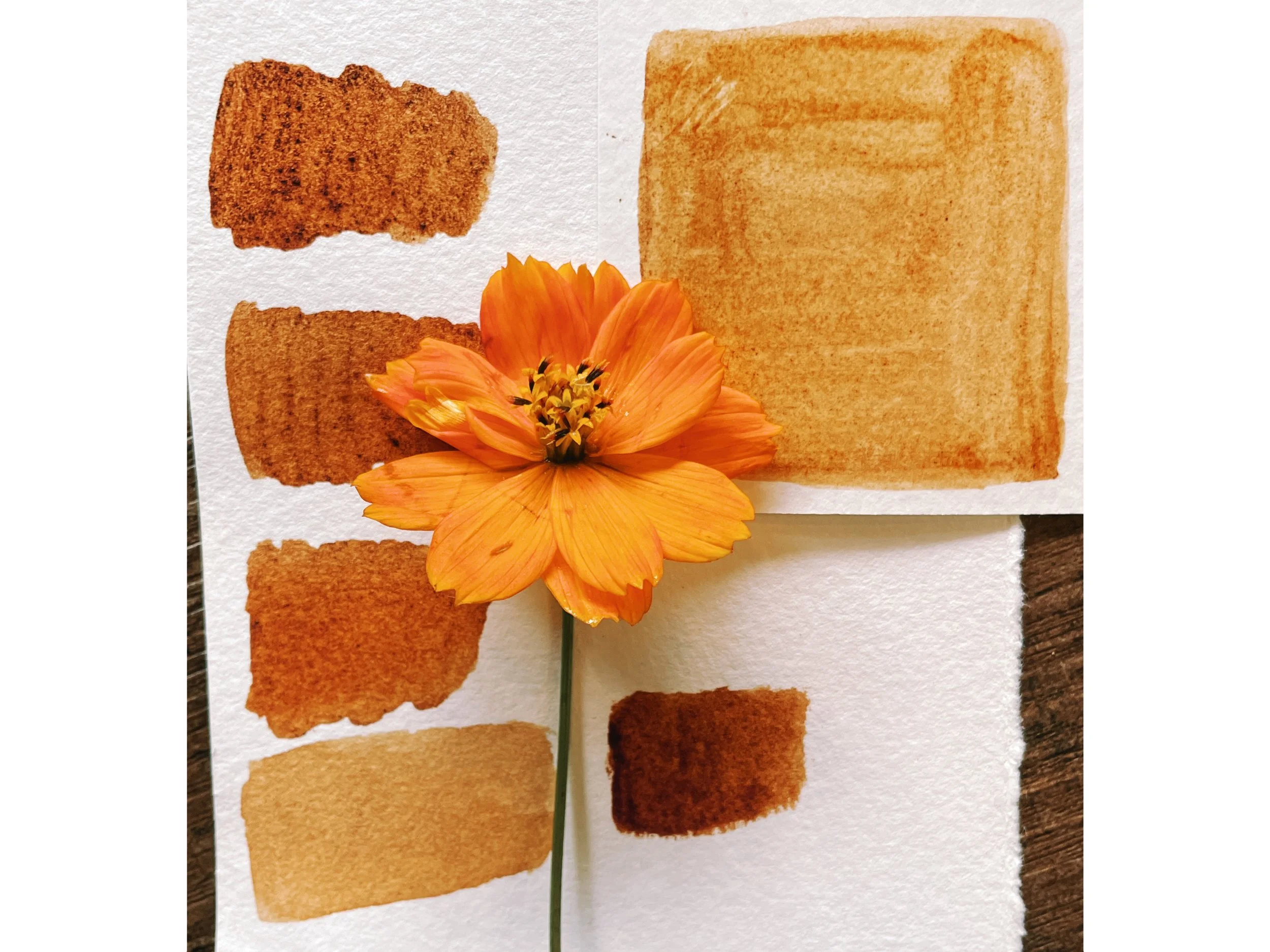 cosmos watercolor samples rectangle.jpg