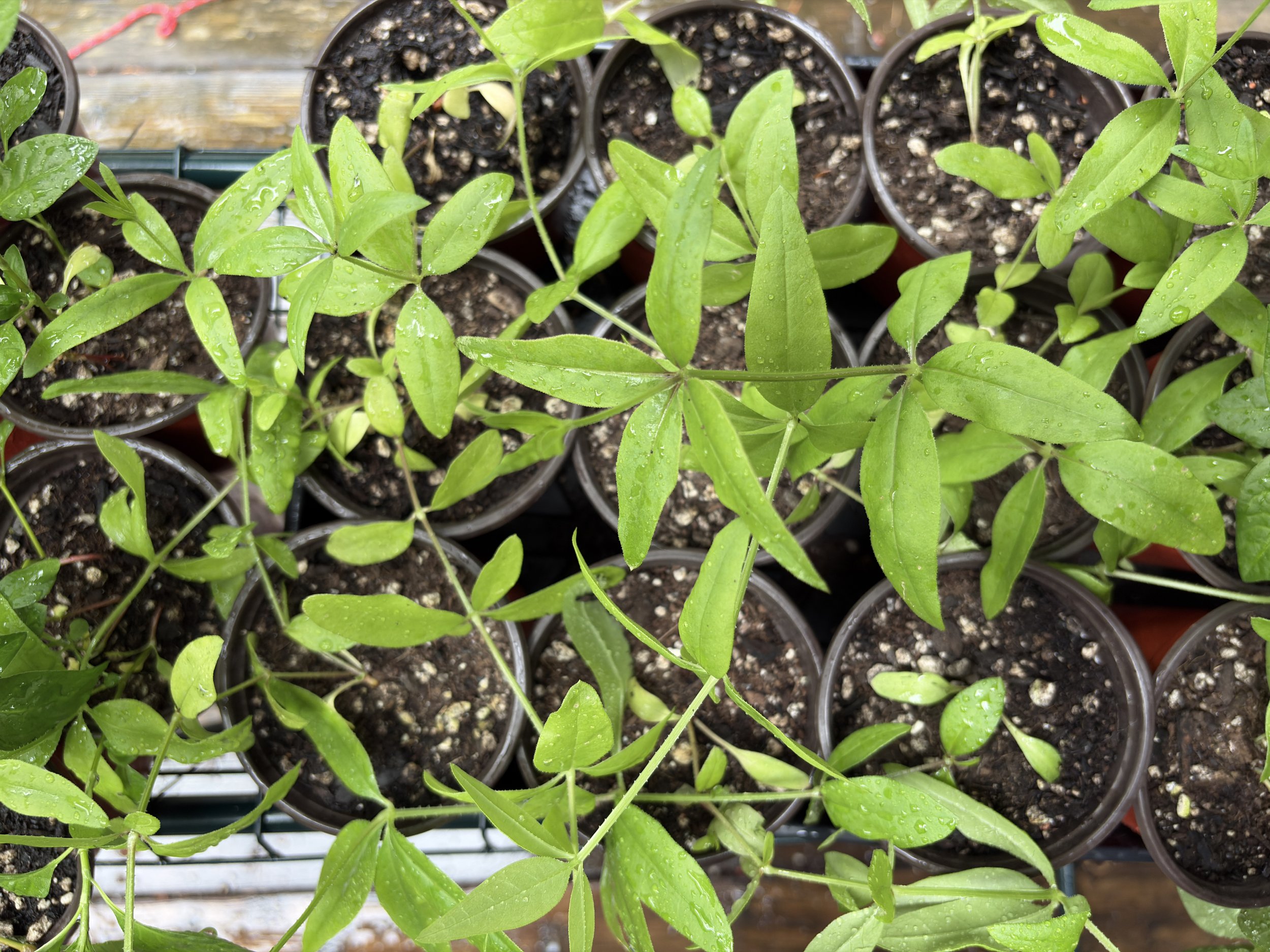 young madder plants.jpg