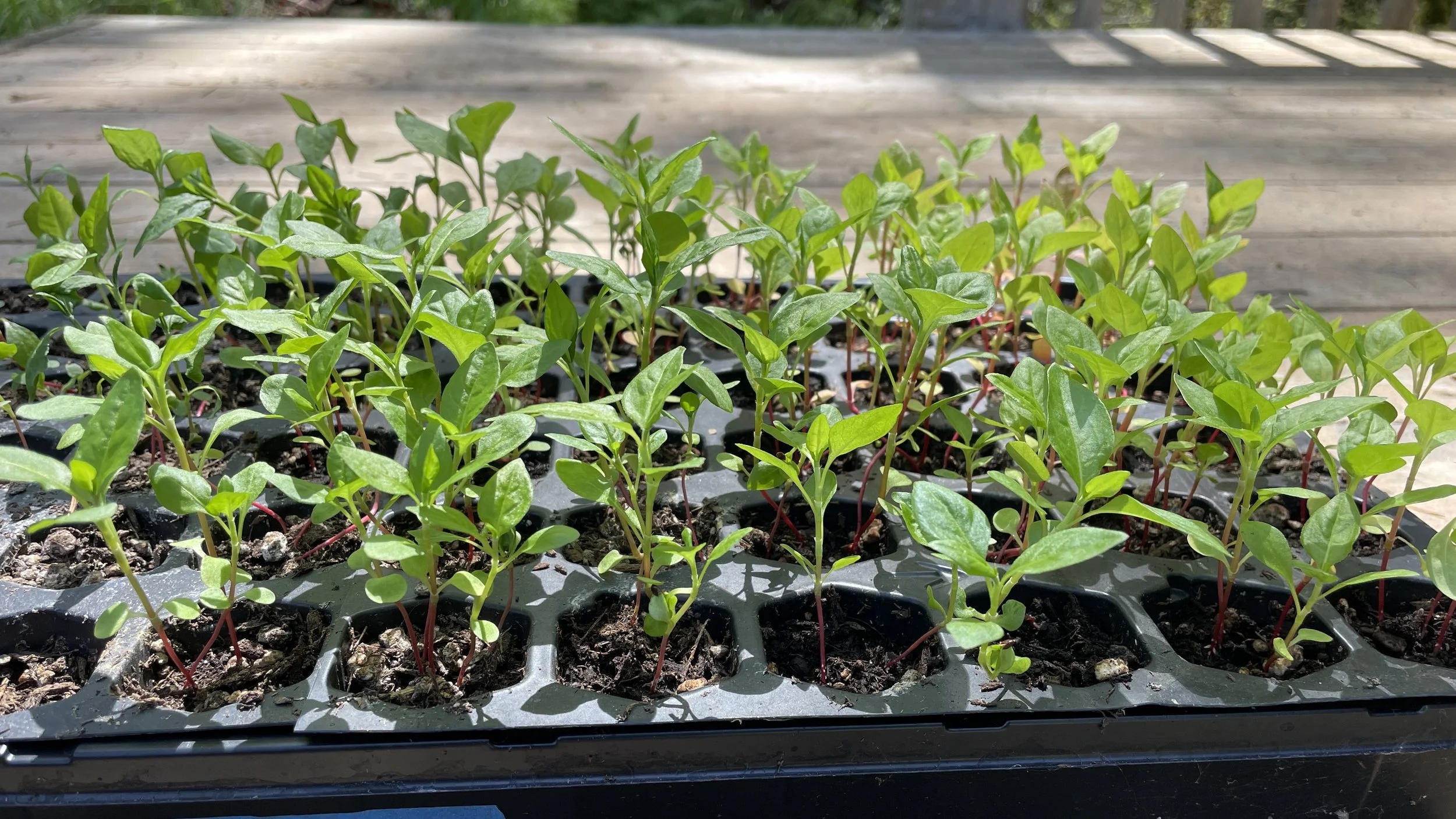 Growing Japanese Indigo — Cedar Dell Designs