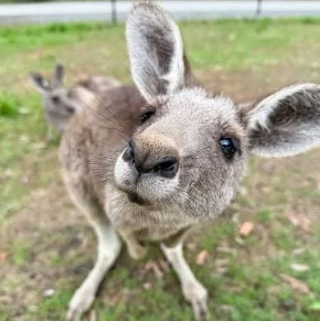 skippy.JPG (Copy)