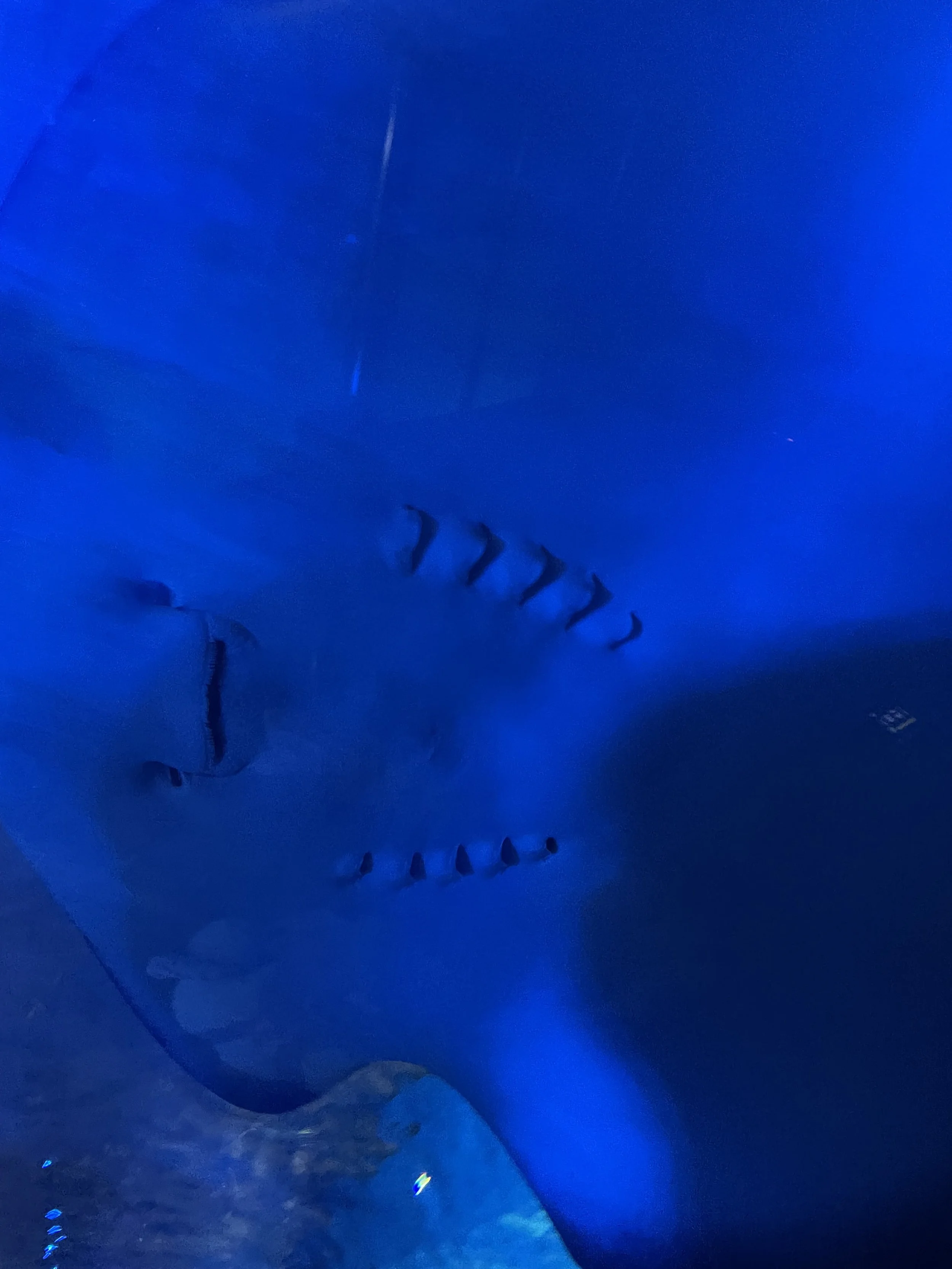 IMG_7935.jpeg