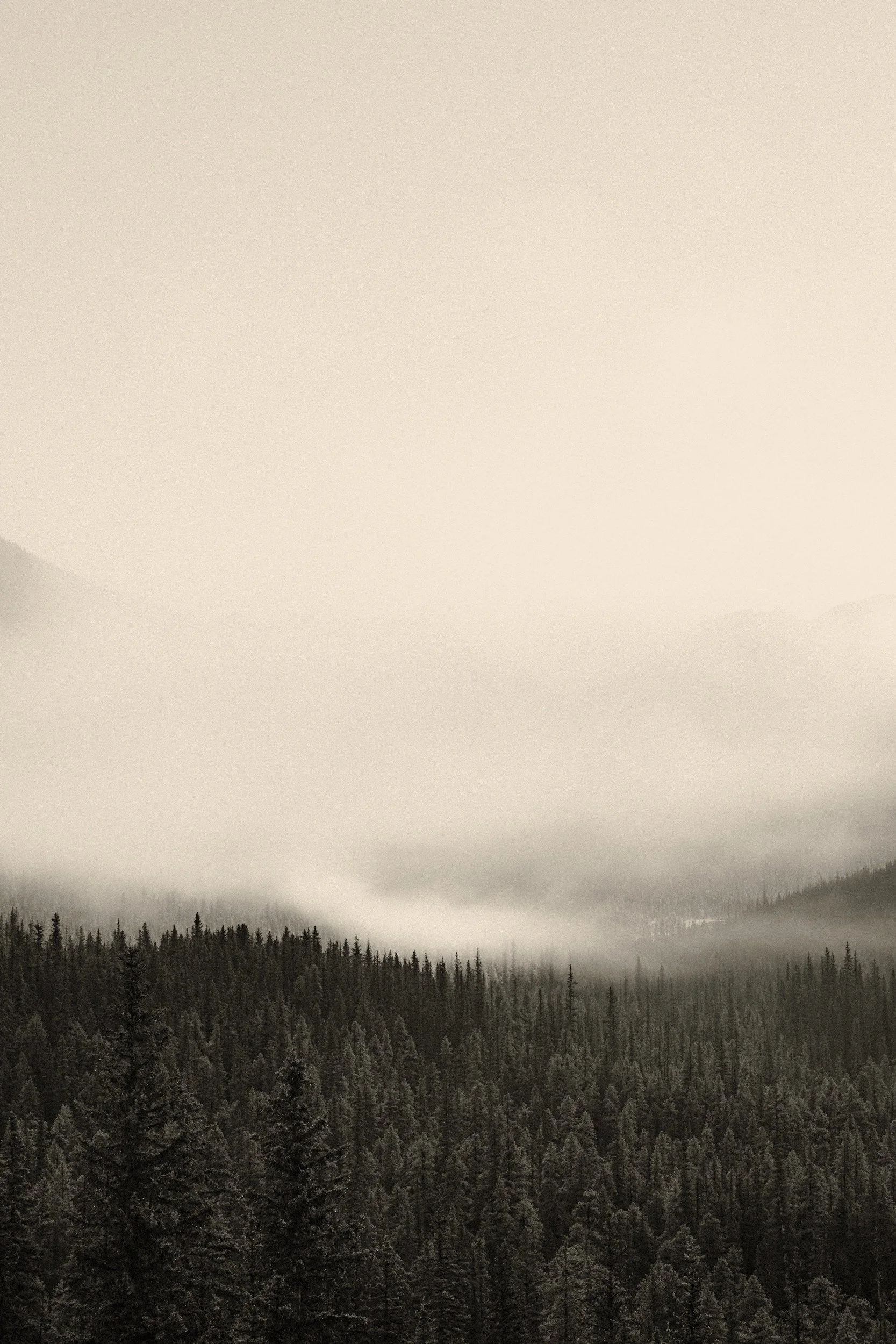 A foggy mountain landscape with dense evergreen forest in the foreground and mist-covered mountains in the background.