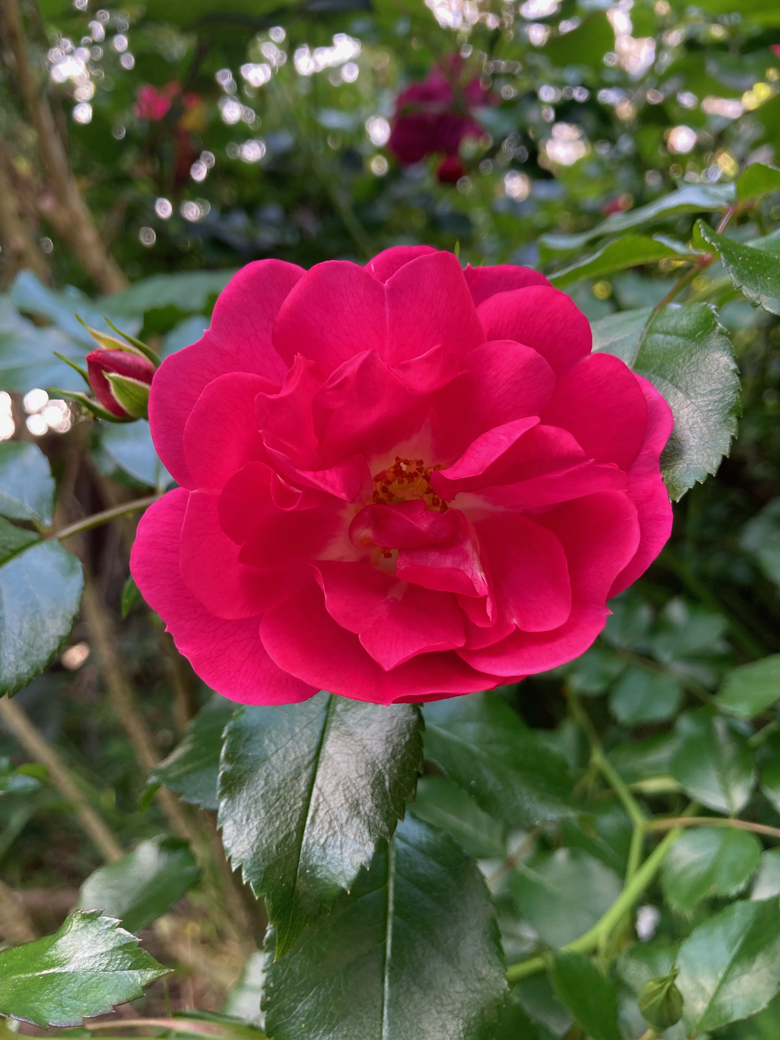 IMG_2511.jpeg