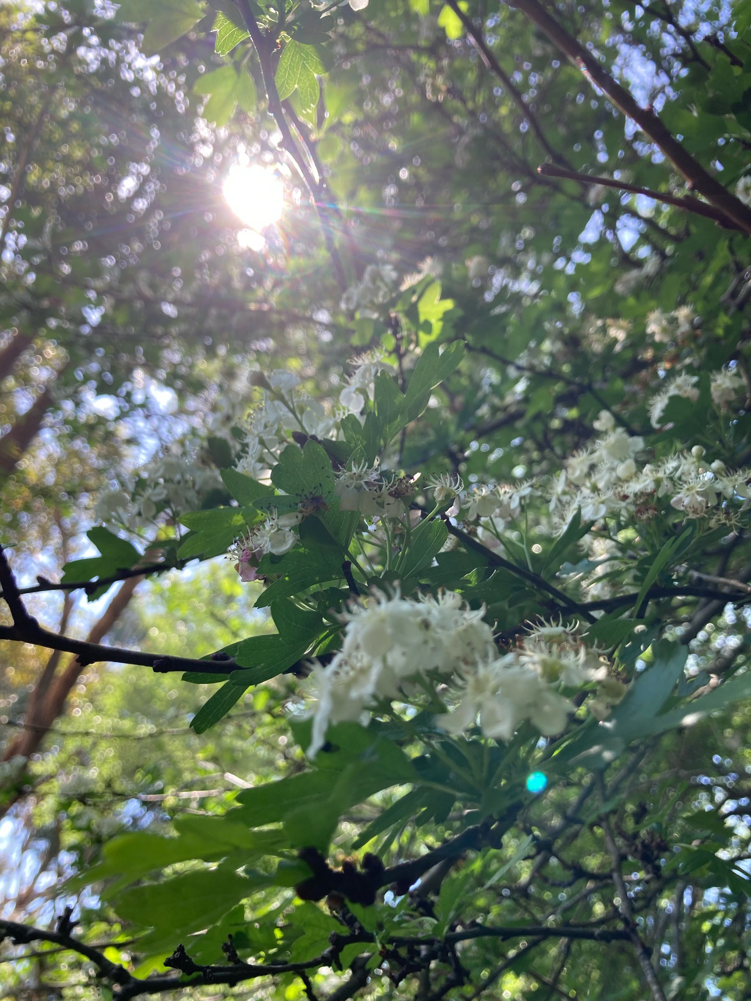 IMG_2449.jpeg